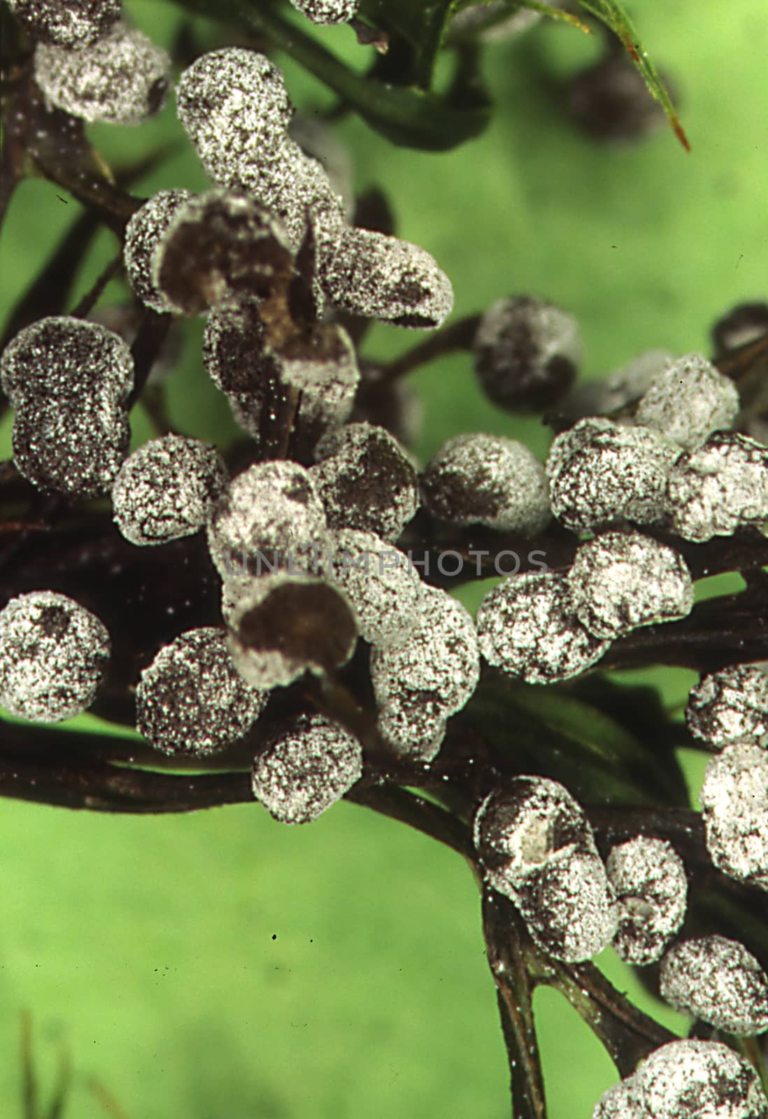 Close-up of gray mold on fruit
