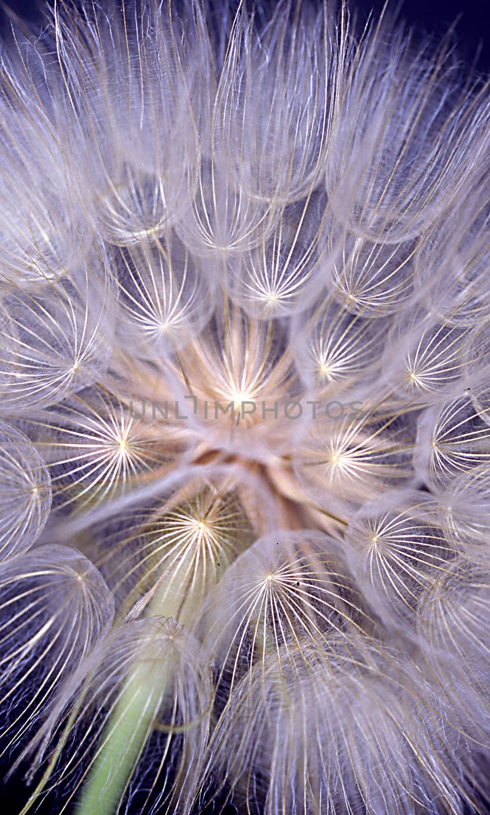 Wild goat beard, faded with parachute-like seeds