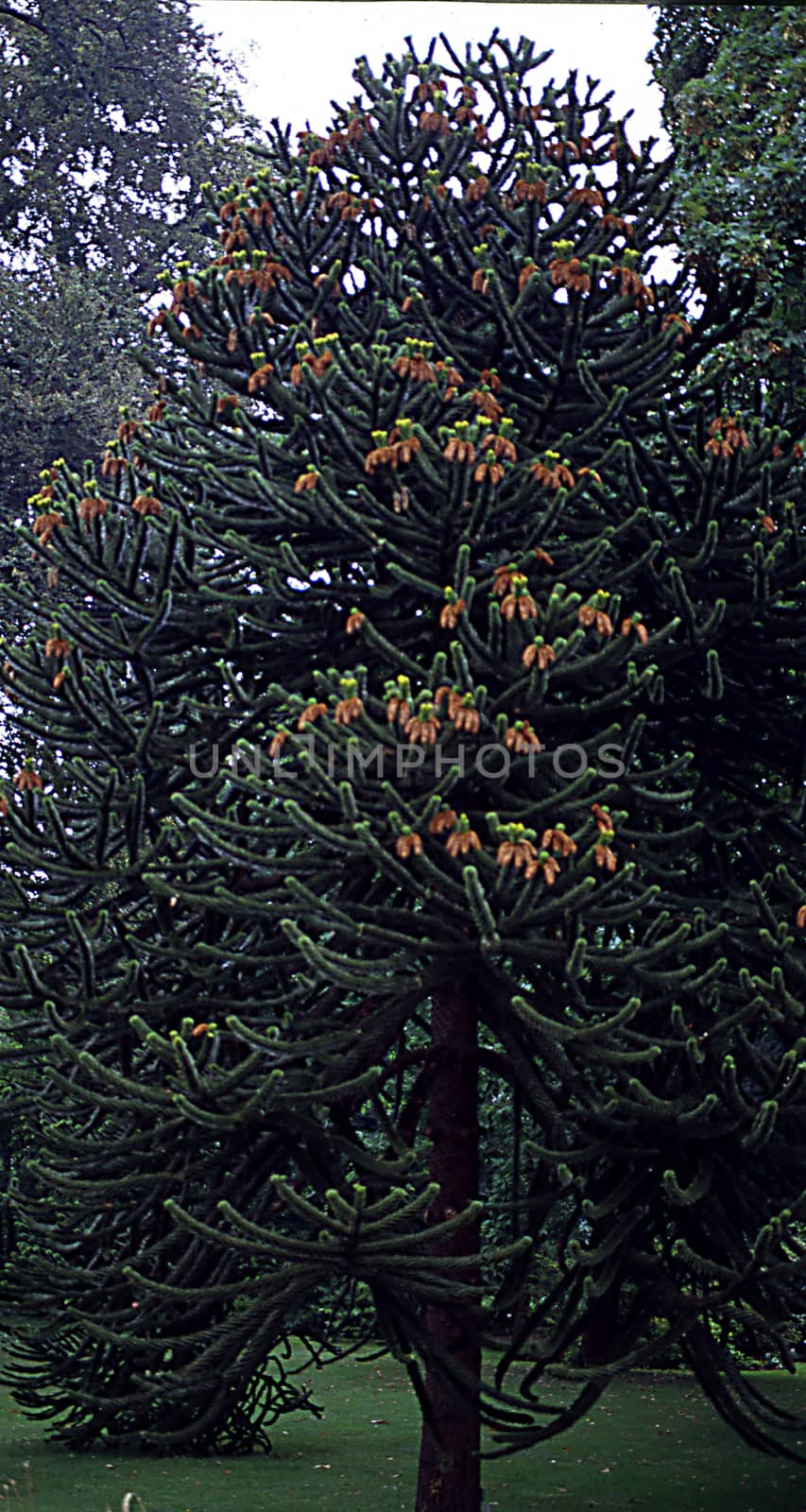 high andean fir in the park
