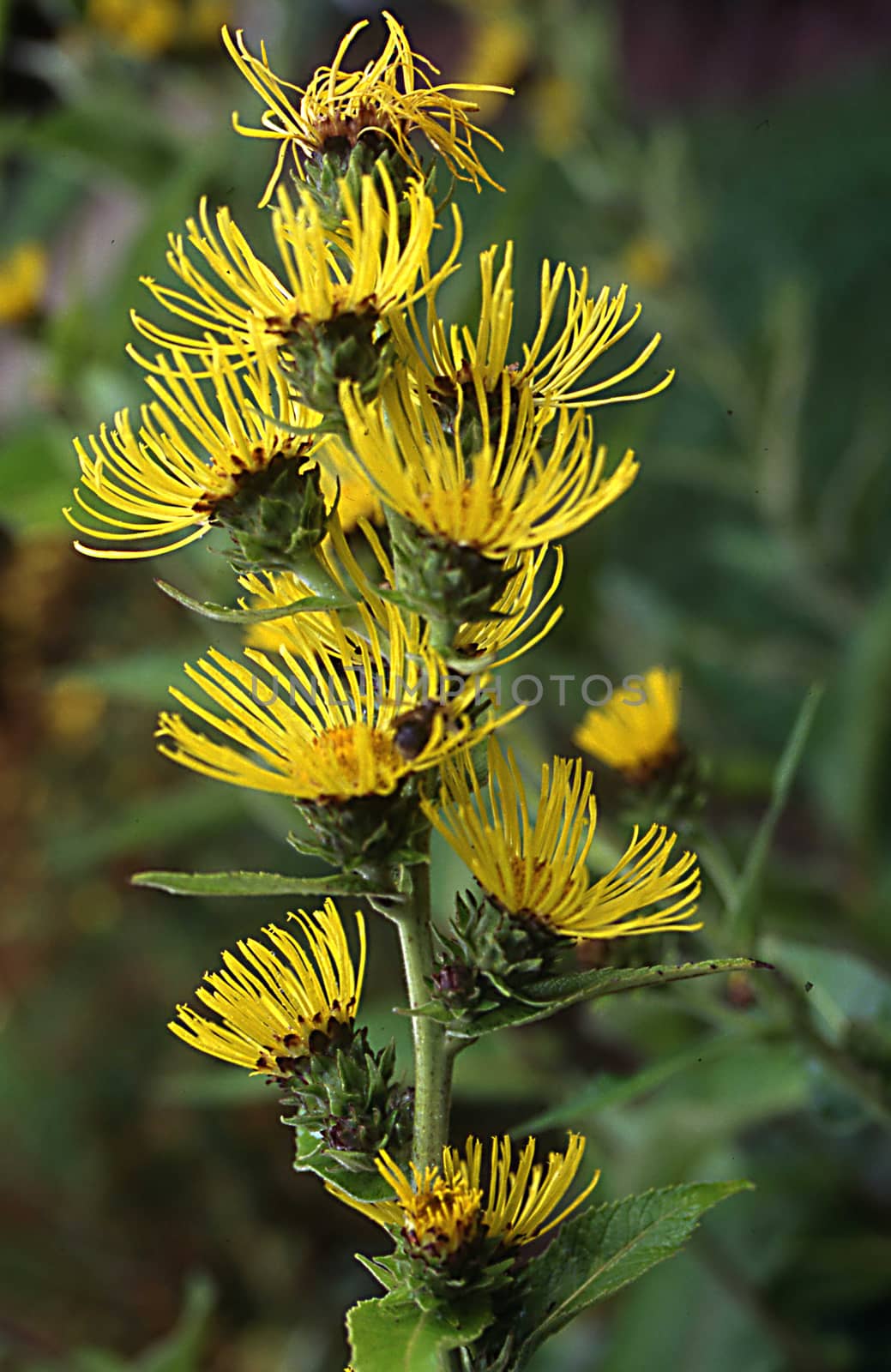 Helena herb with yellow flowers