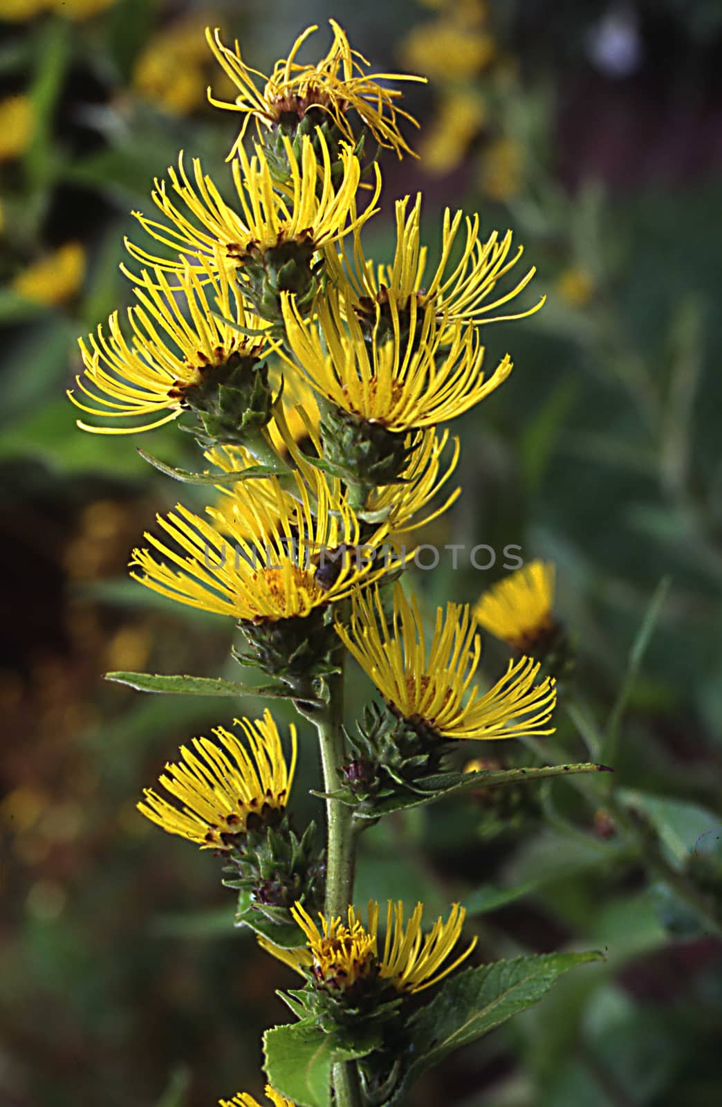 Helena herb with yellow flowers