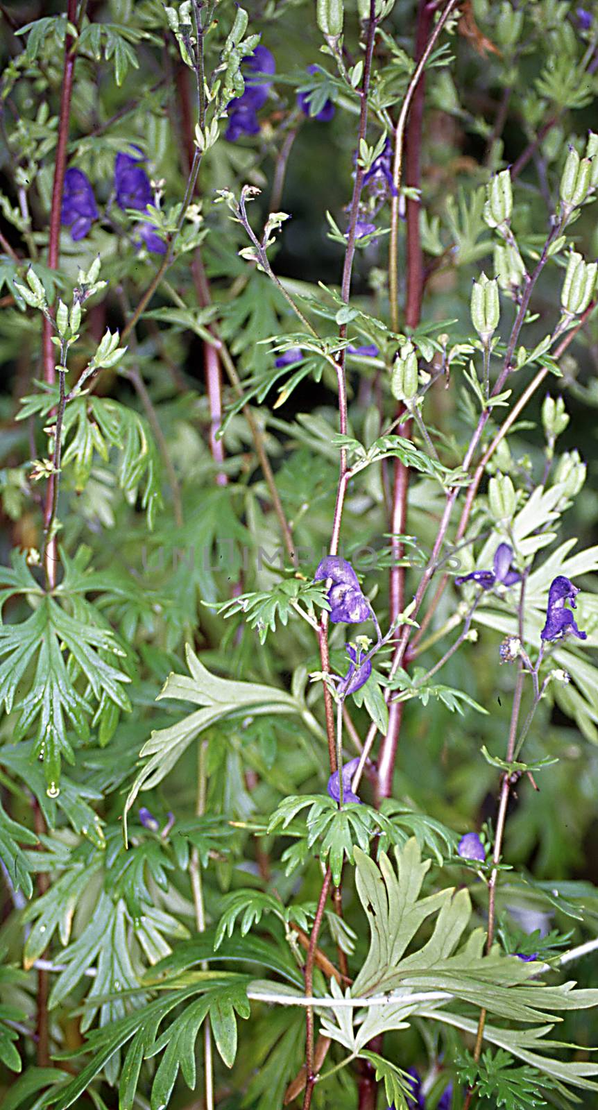 Monkshood shrubs with blue flowers