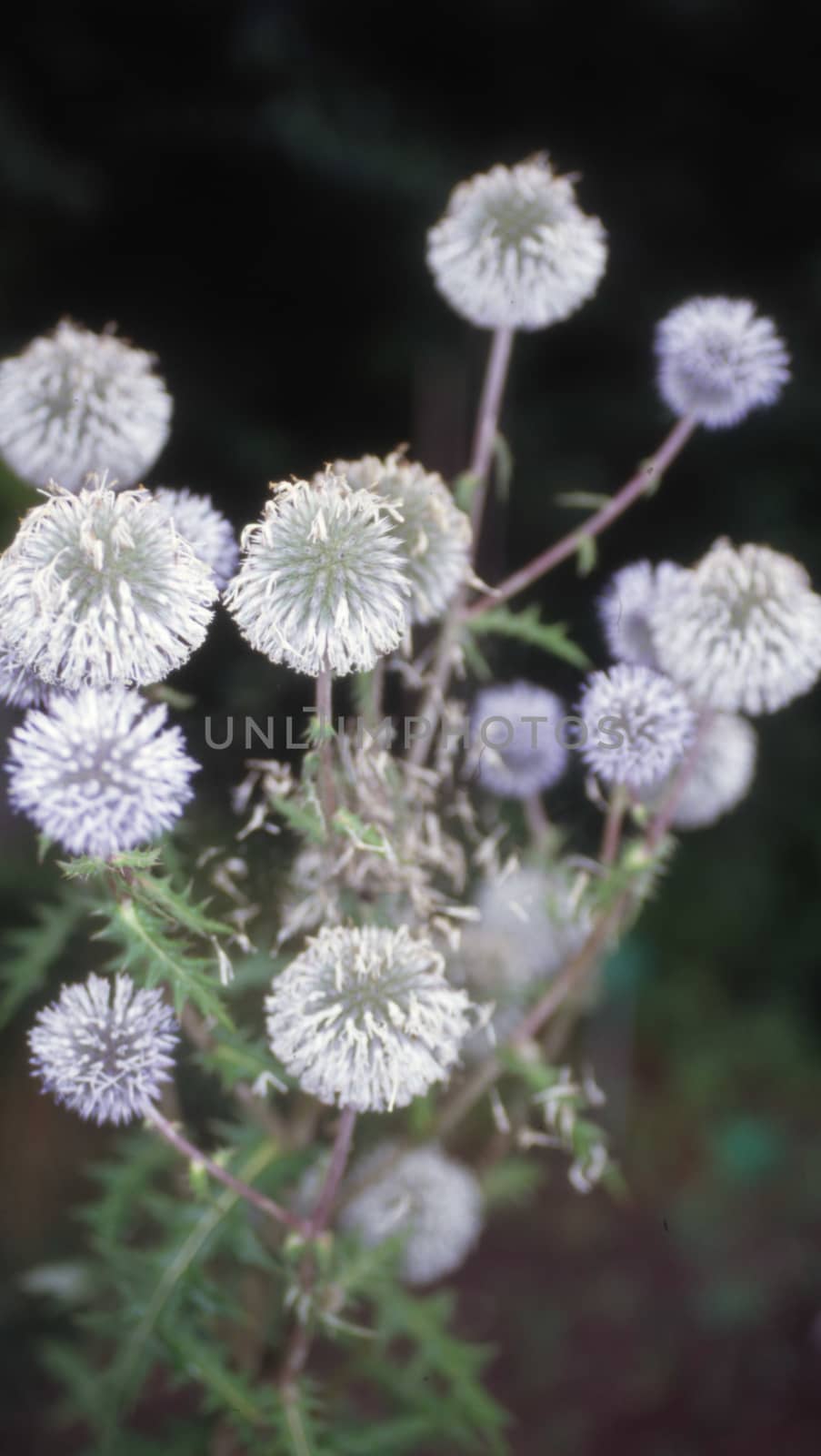 globular donkey thistle from southern Europe by Dr-Lange