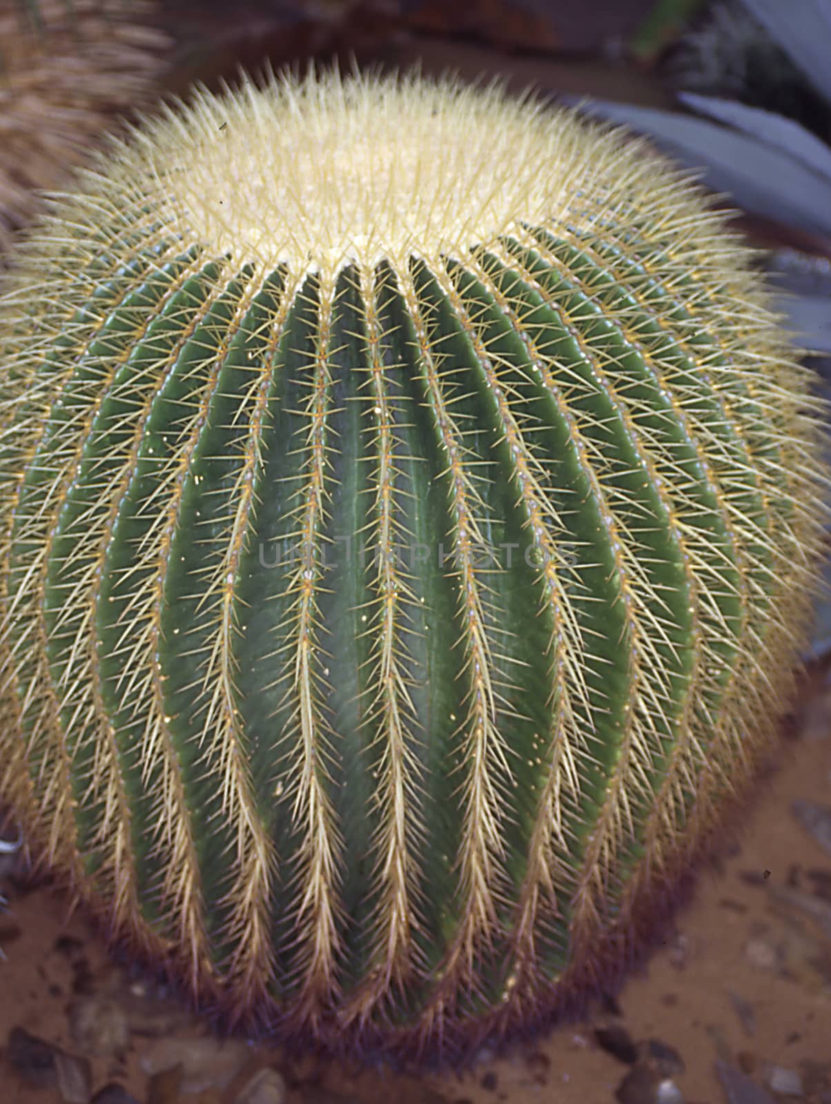 spherical cactus the mother-in-law seat by Dr-Lange