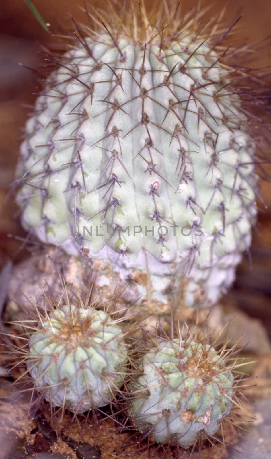 Cactus with spines close-up by Dr-Lange