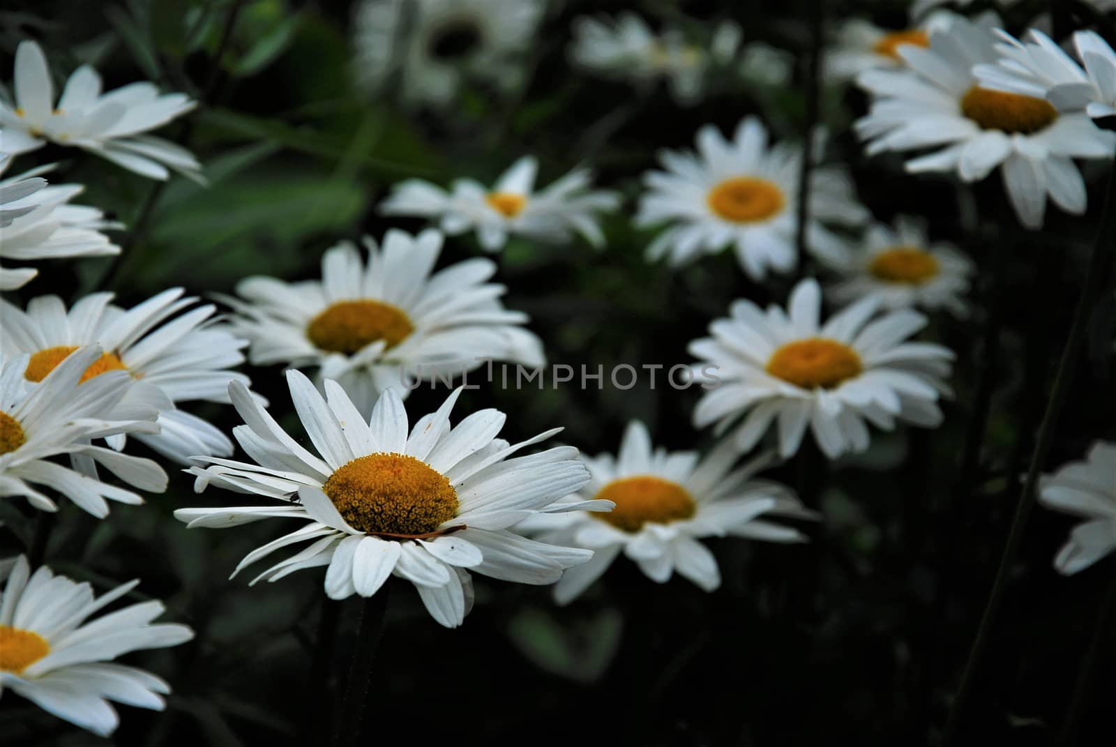 Leucanthemum - daisies in the flower bed