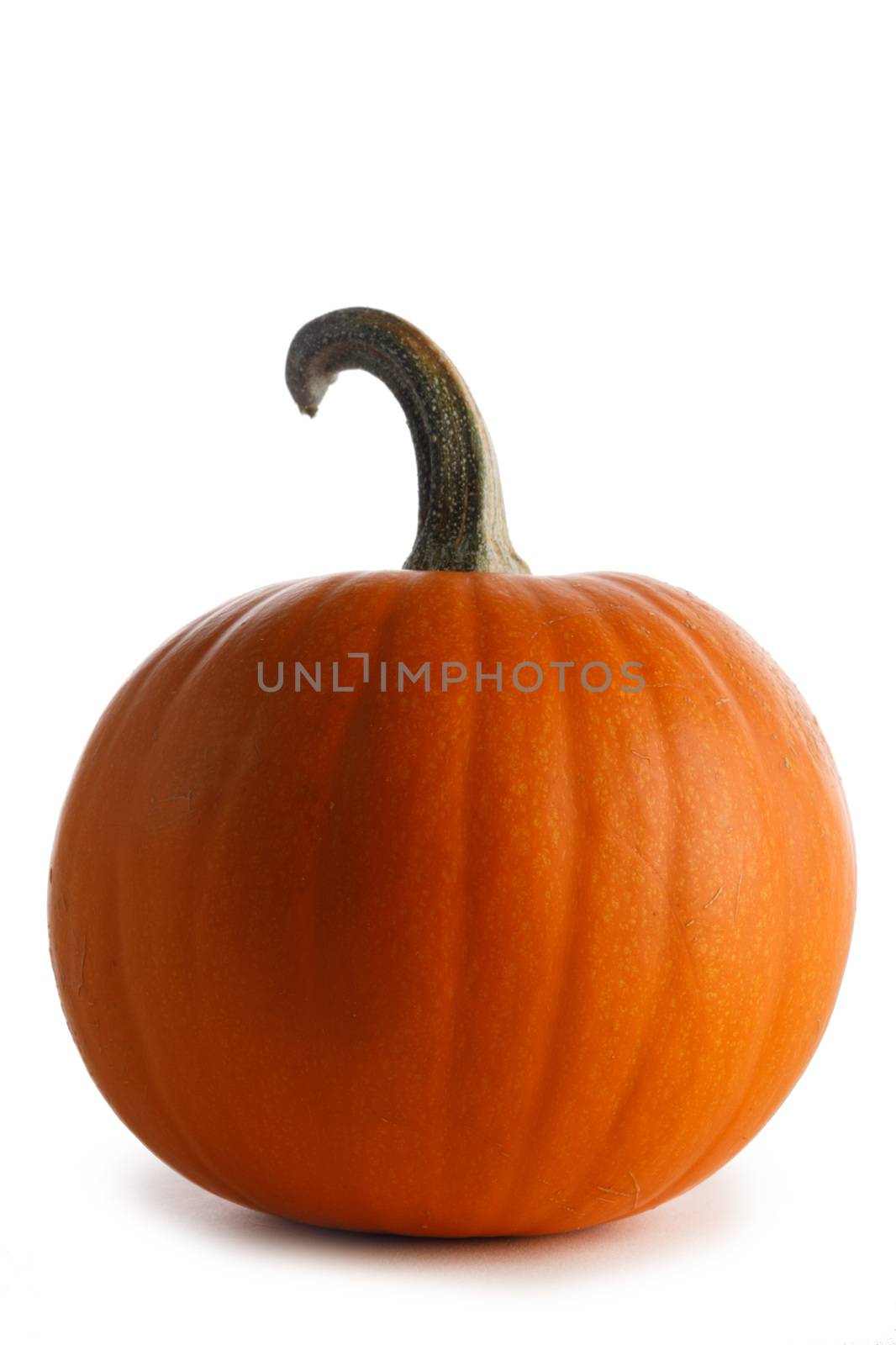 One big orange pumpkin isolated on white background