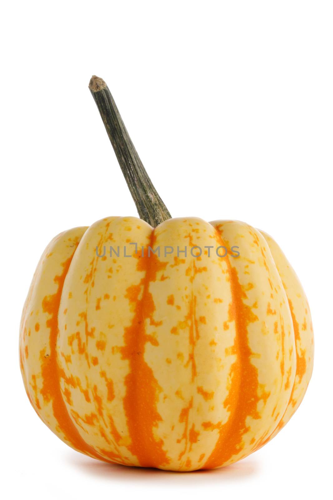 One small striped yellow pumpkin isolated on white background , Halloween concept