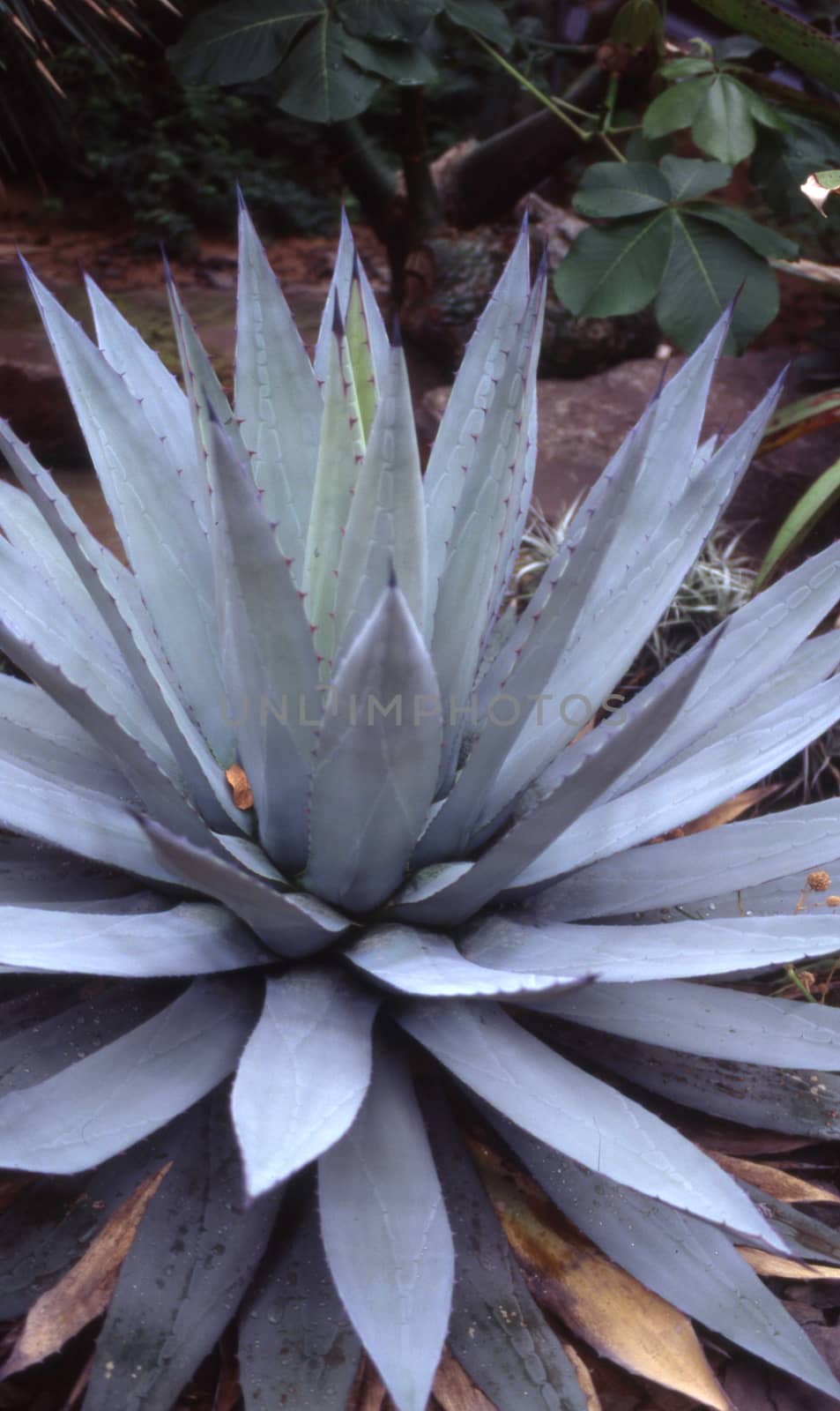 Agave with green leaves as a medicinal and medicinal plant by Dr-Lange