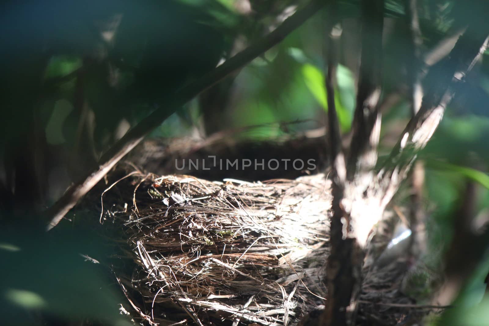 An empty birds nest in a rhododendron bush