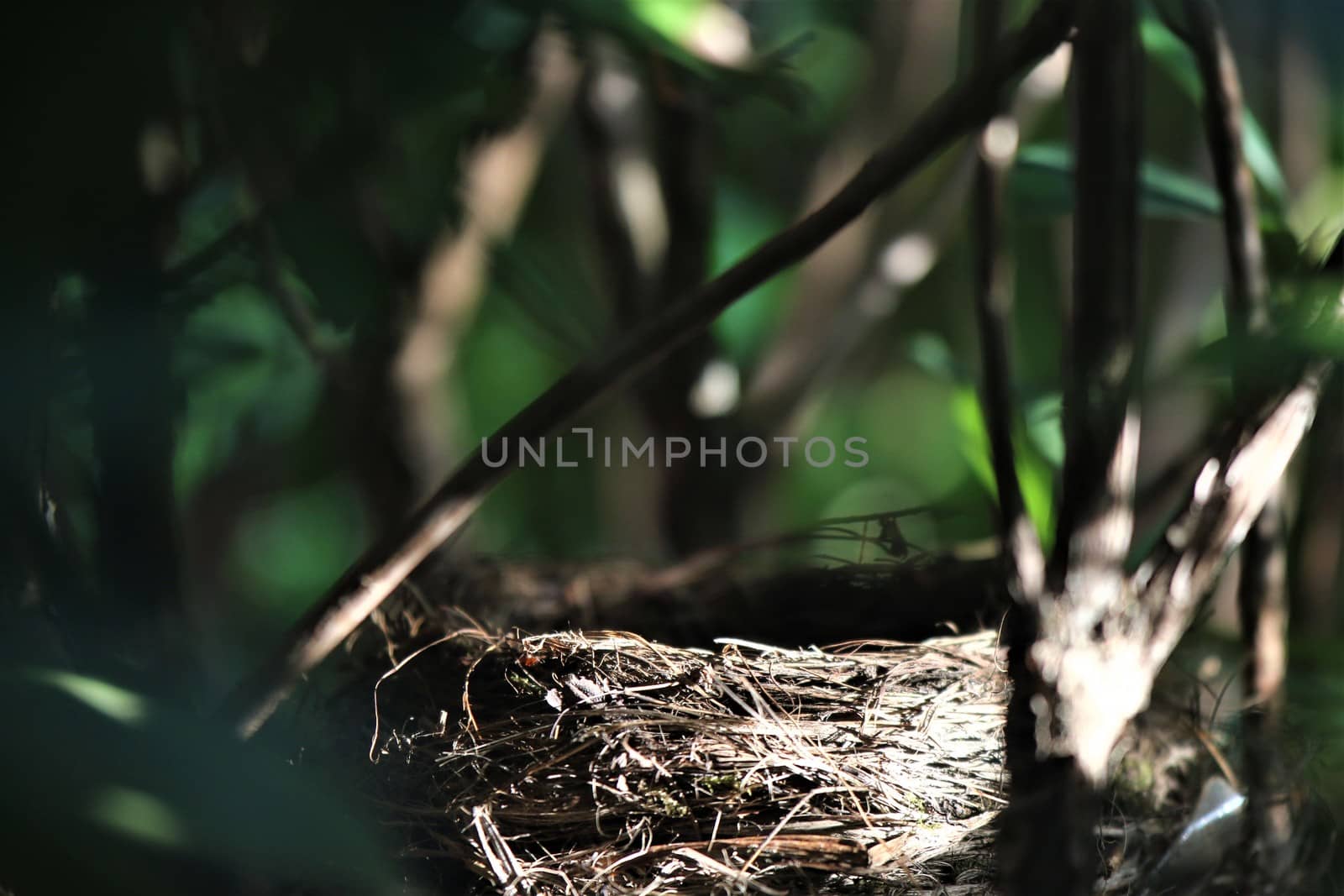 An empty birds nest in a rhododendron bush