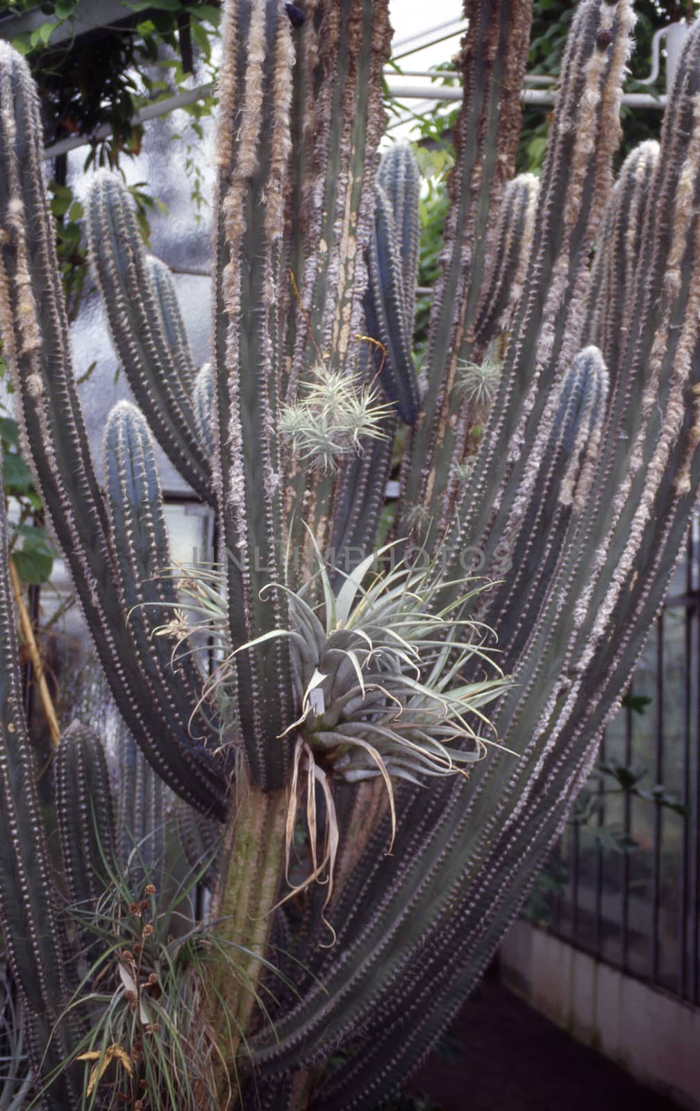 columnar cactus tree in the American desert