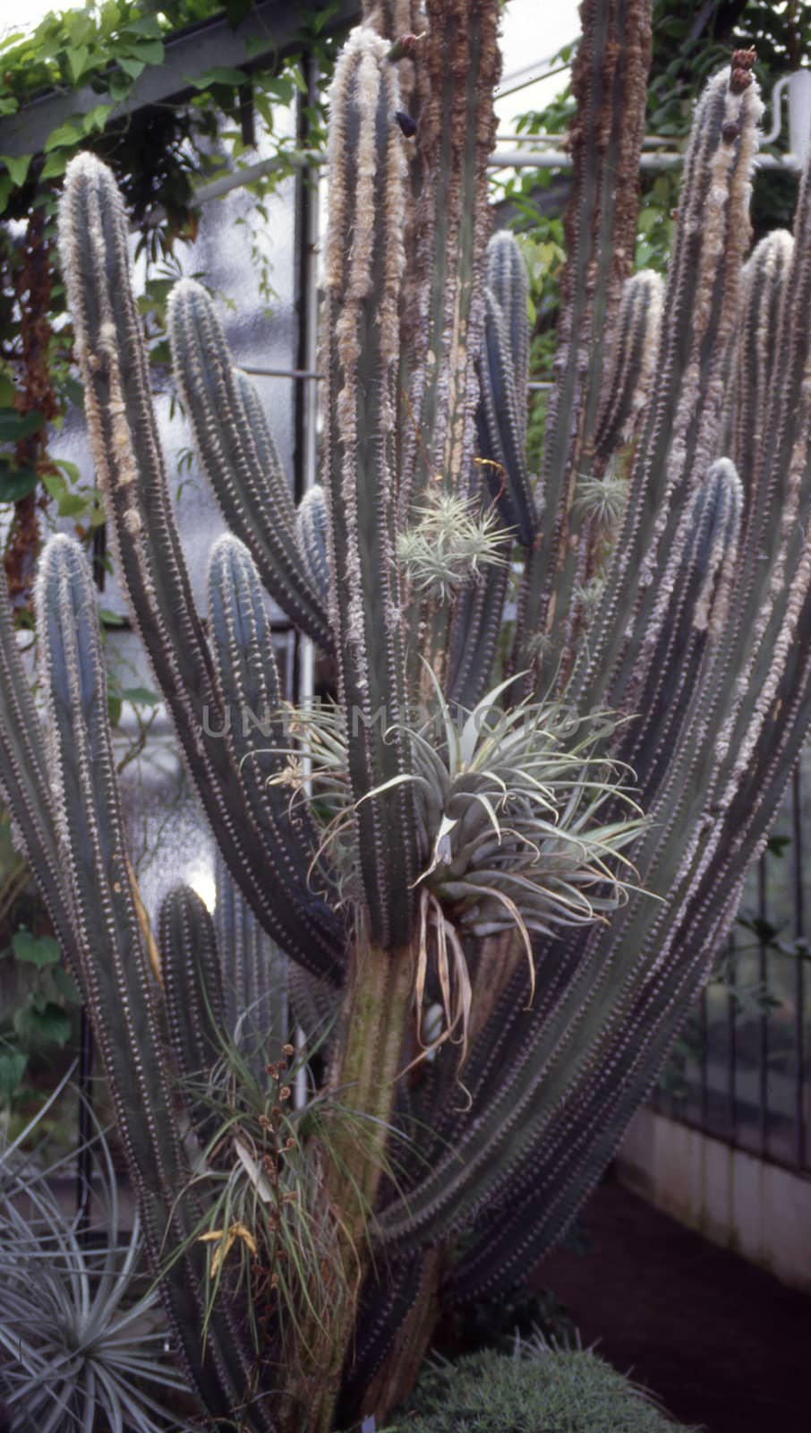 columnar cactus tree in the American desert