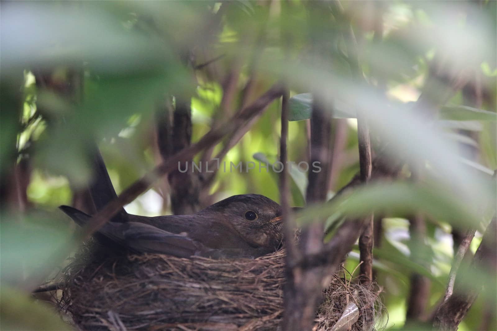 A throttle breeds in the nest in a rhododendron bush