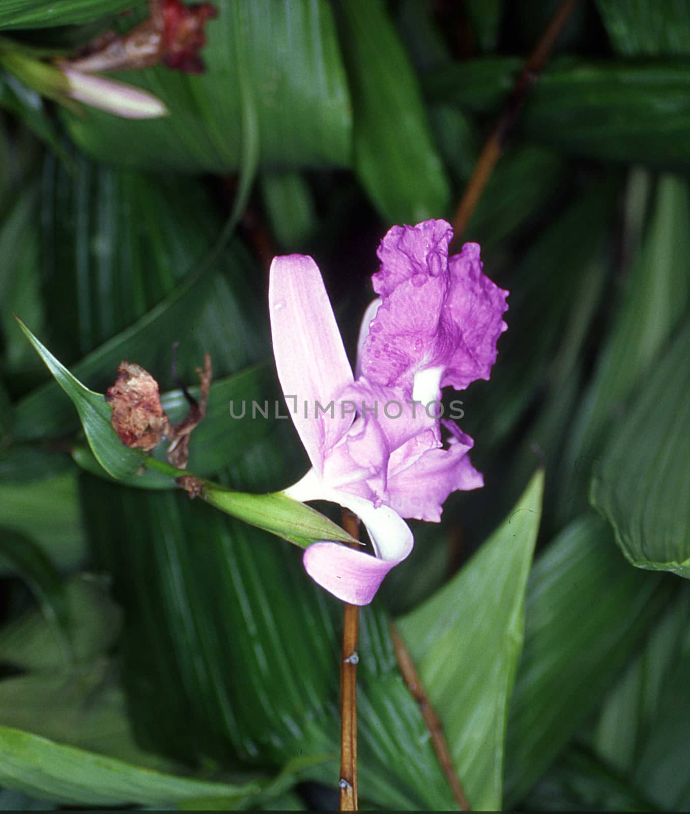 Orchids with purple inflorescence and green leaves