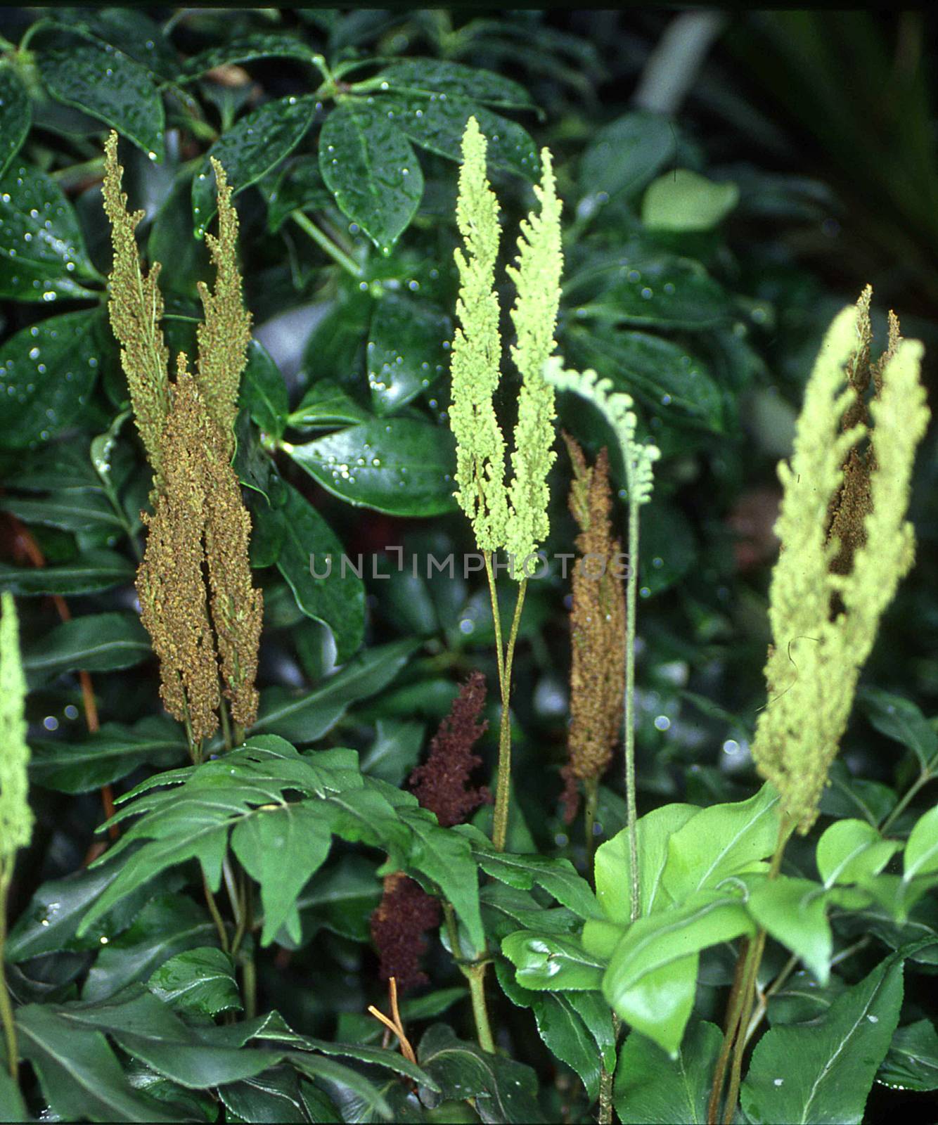 green fern plants with infructescence in the jungle
