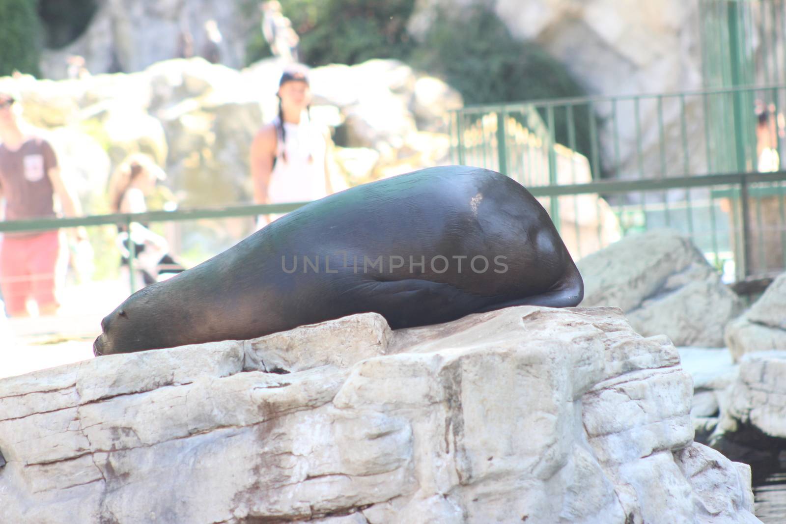 Animal and nature photos from the Schoenbrunn Zoo in Vienna on a hot day