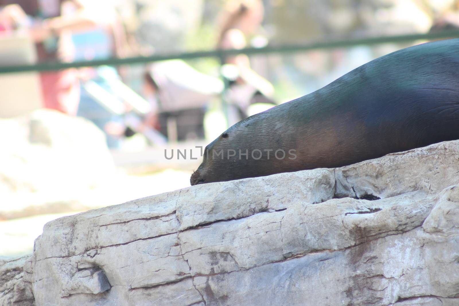 Animal and nature photos from the Schoenbrunn Zoo in Vienna on a hot day