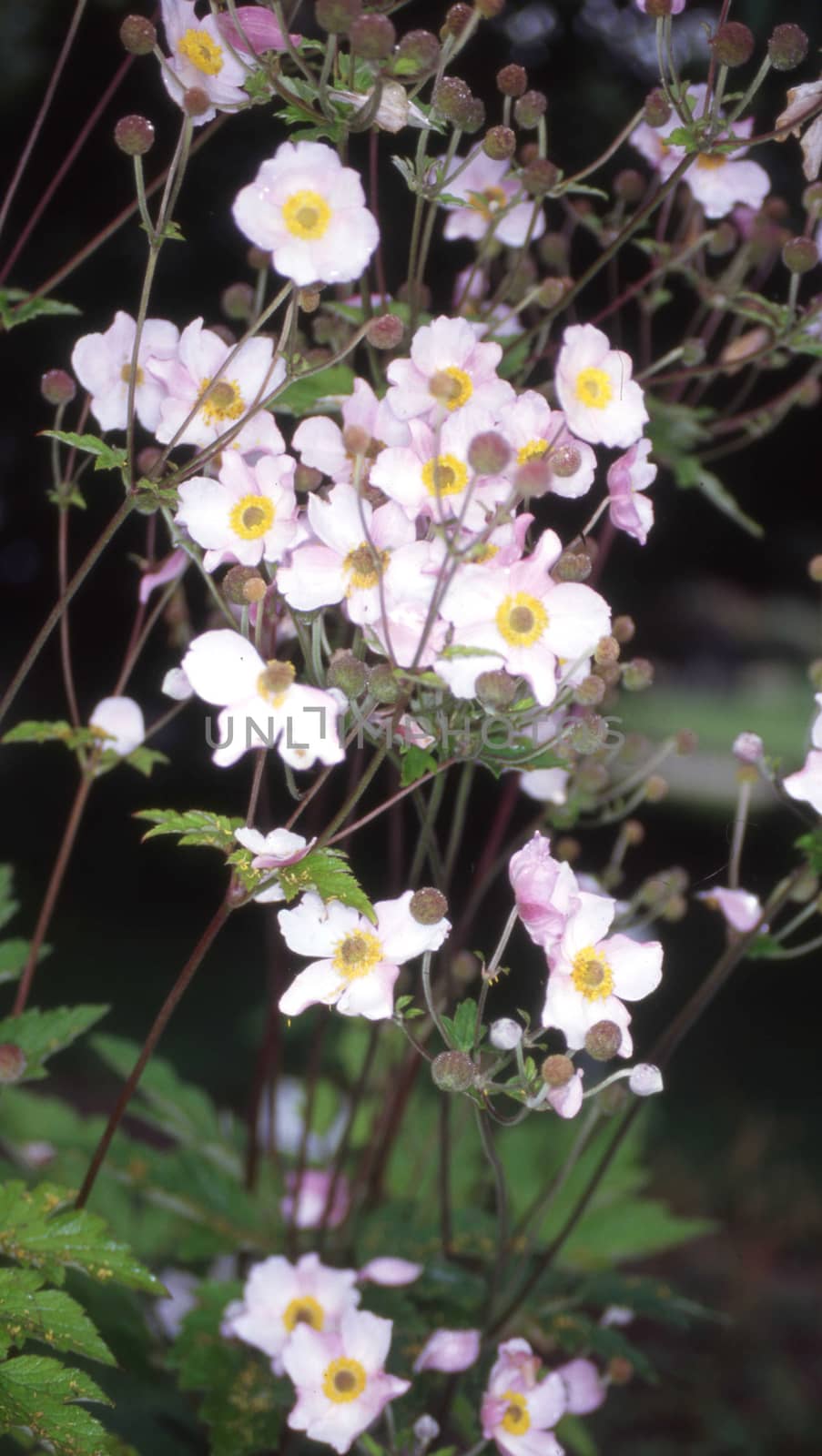 Wood anemone with pink flowers