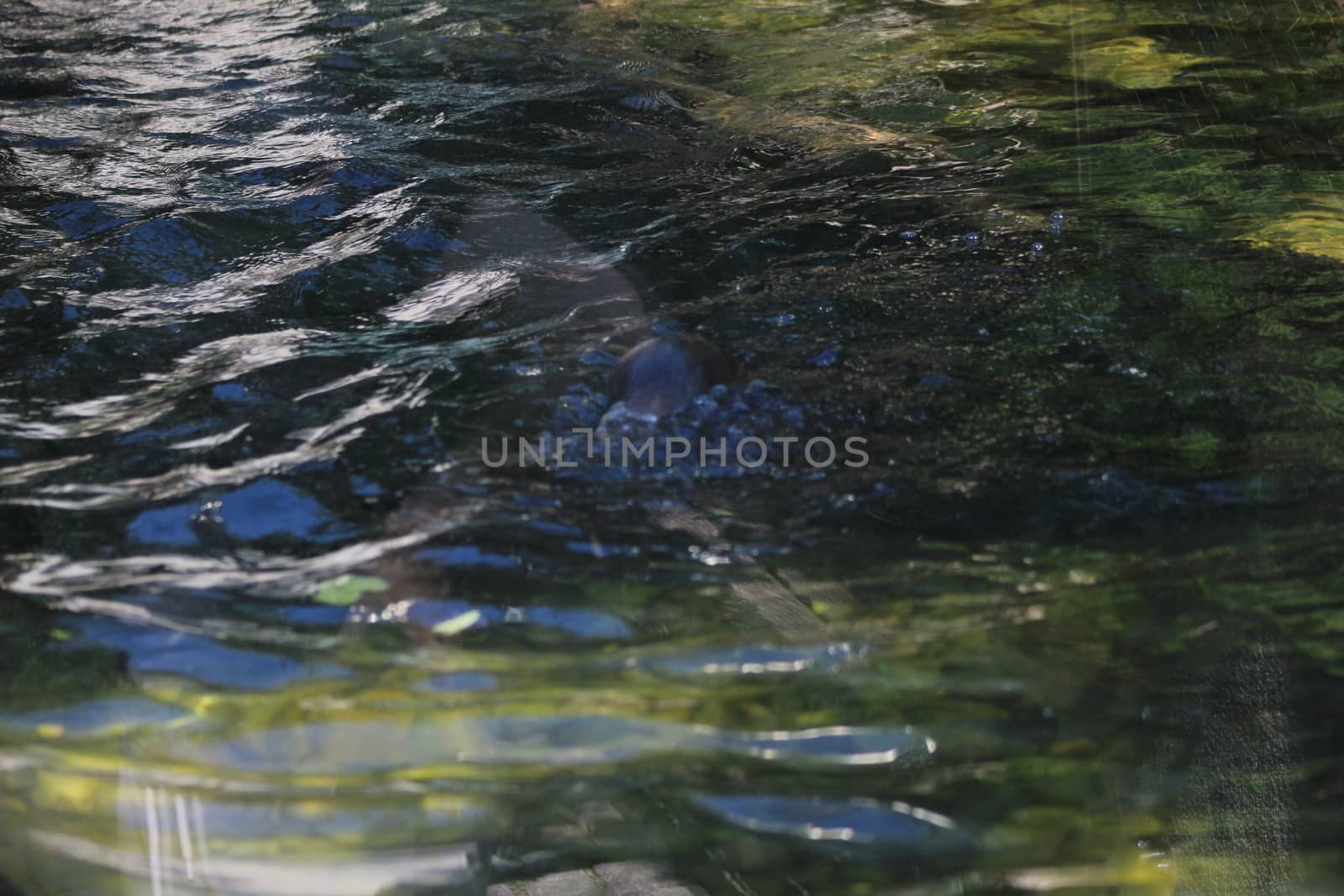 Animal and nature photos from the Schoenbrunn Zoo in Vienna on a hot day