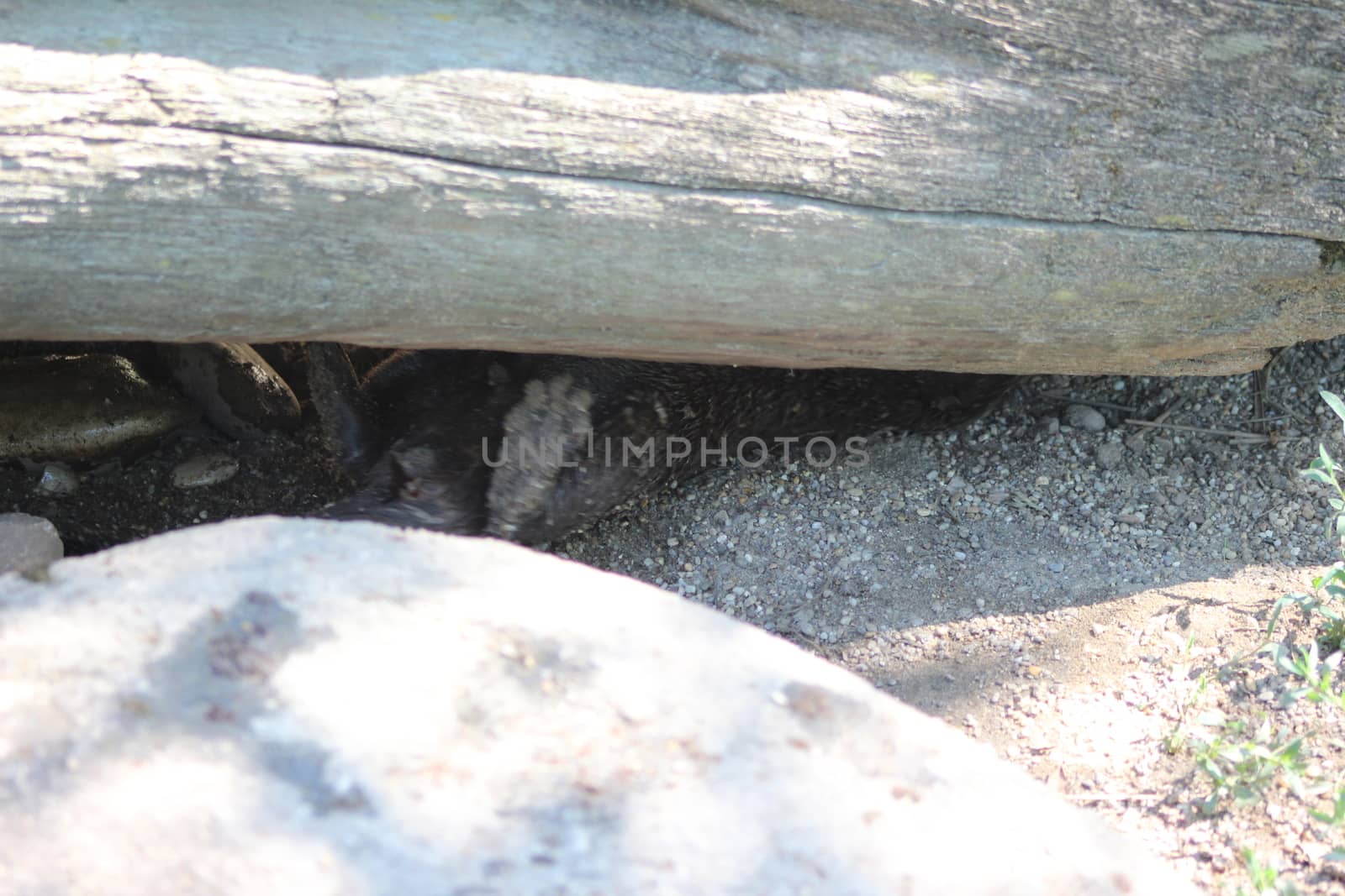 Animal and nature photos from the Schoenbrunn Zoo in Vienna on a hot day