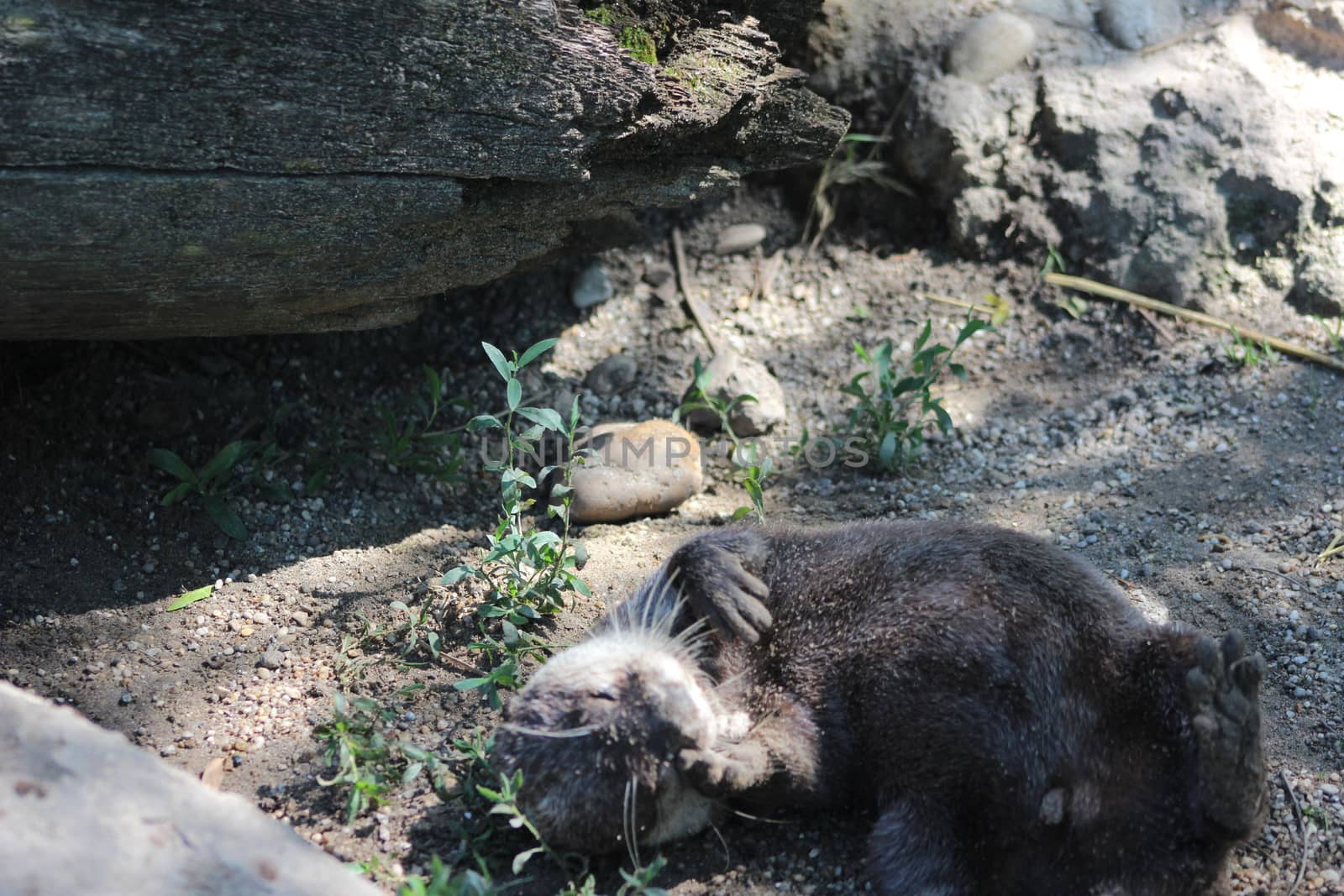 Animal and nature photos from the Schoenbrunn Zoo in Vienna on a hot day