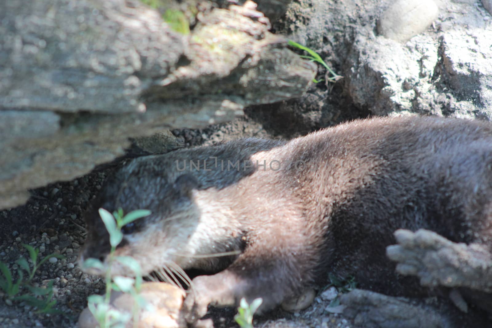 Animal and nature photos from the Schoenbrunn Zoo in Vienna on a hot day