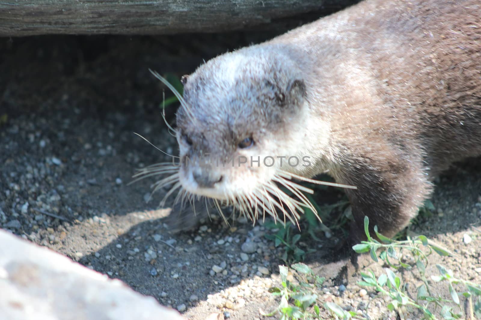 Animal and nature photos from the Schoenbrunn Zoo in Vienna on a hot day