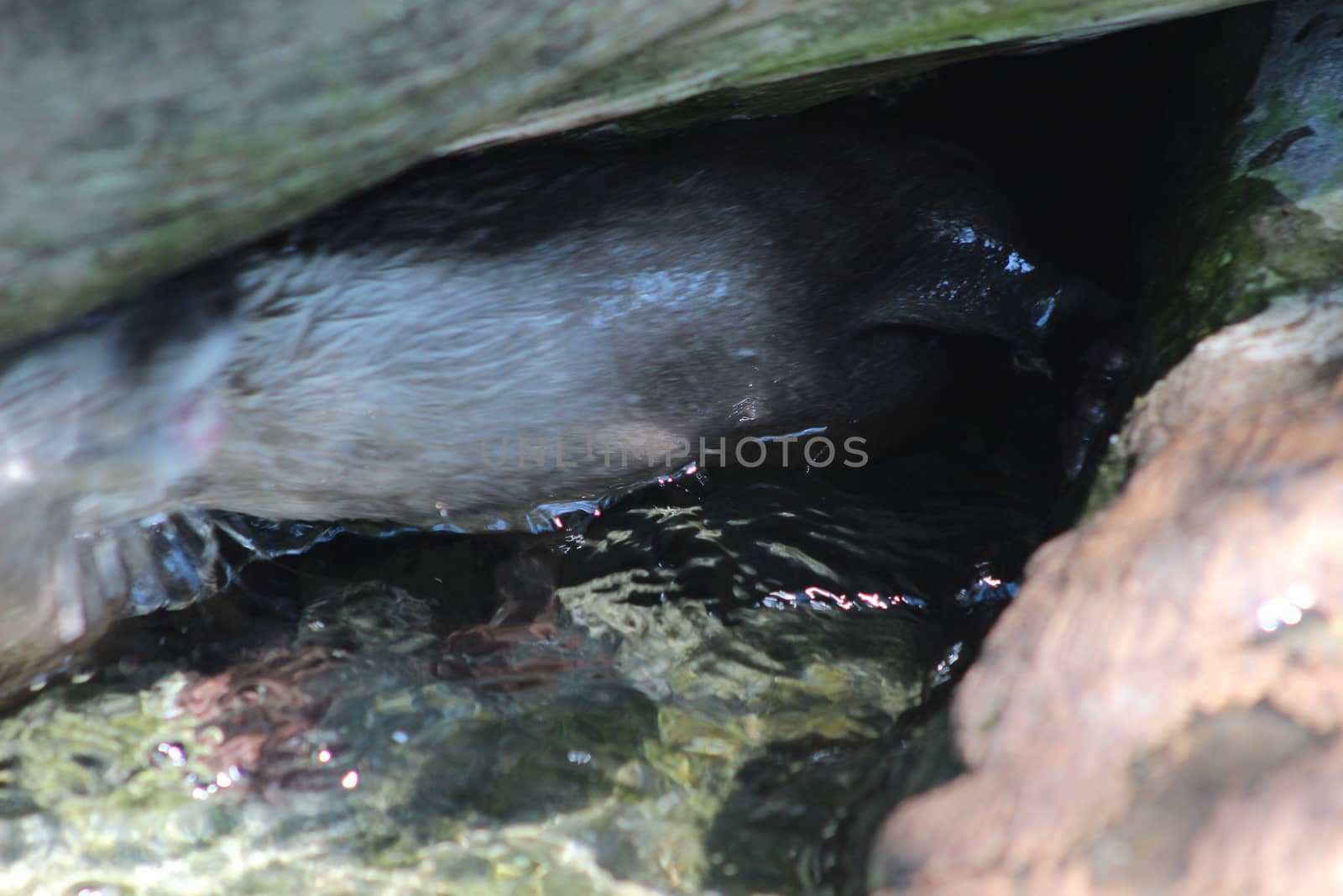 Animal and nature photos from the Schoenbrunn Zoo in Vienna on a hot day