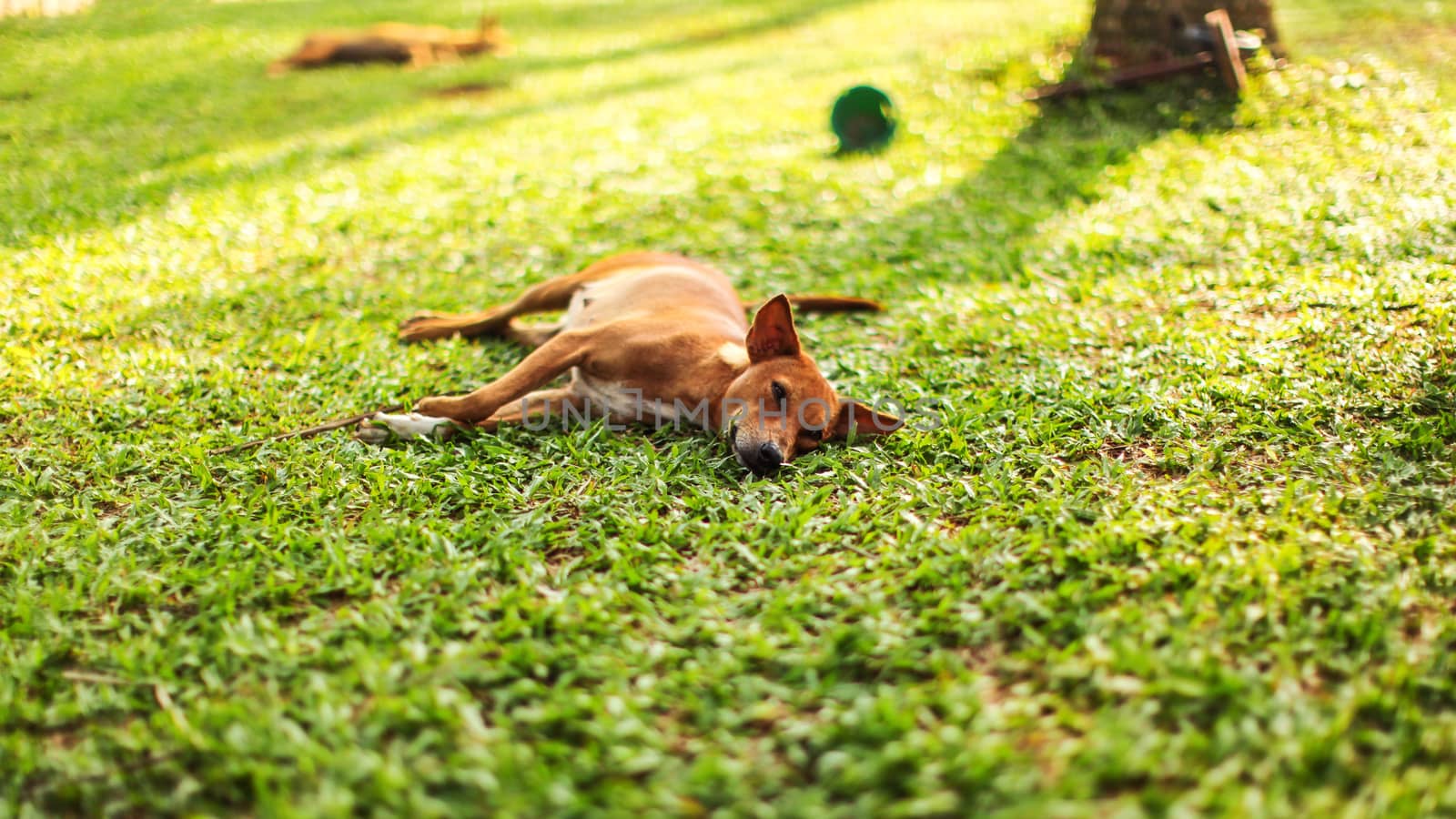 Lazy stray dog lying on the fresh green grass lawn in holiday resort. Kalutara, Sri Lanka