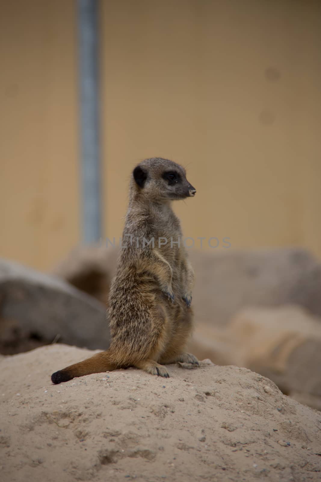 Meerkat playing in the sand