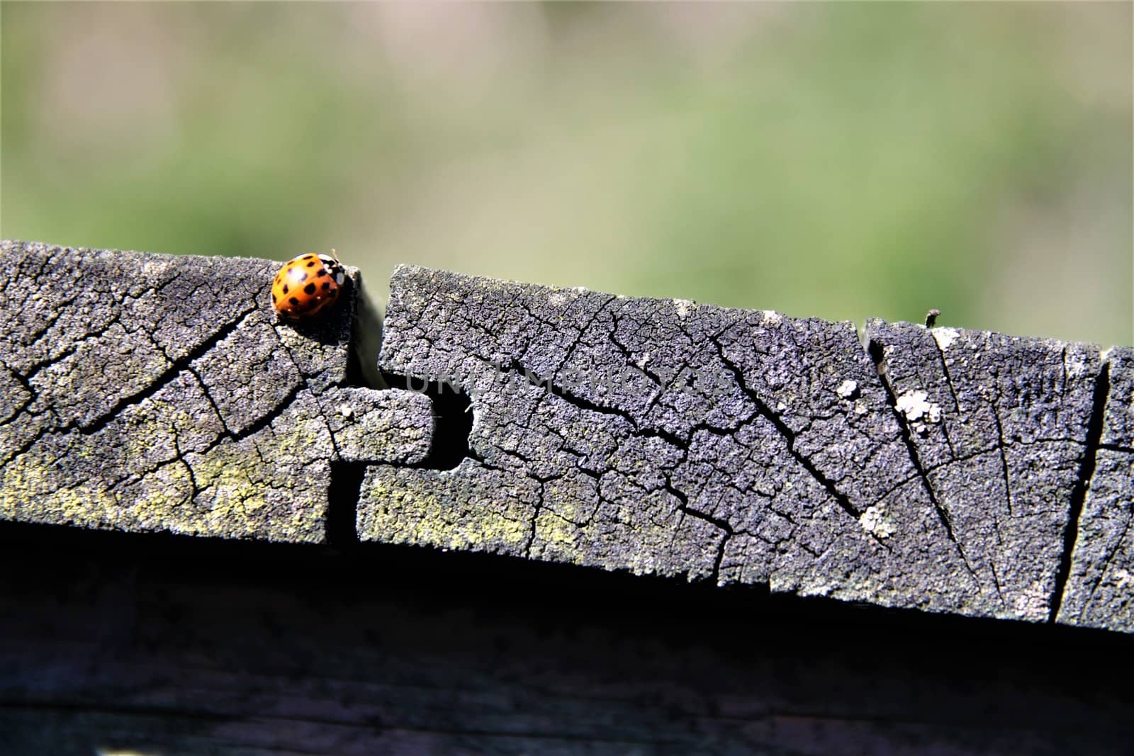 One ladybug on the edge of a wooden board with blurry background