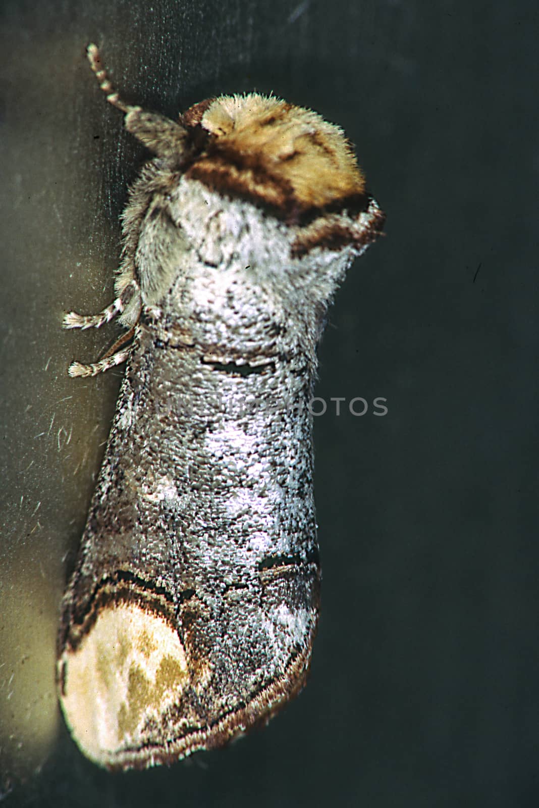 Moonspot butterfly sleeping on tree trunk