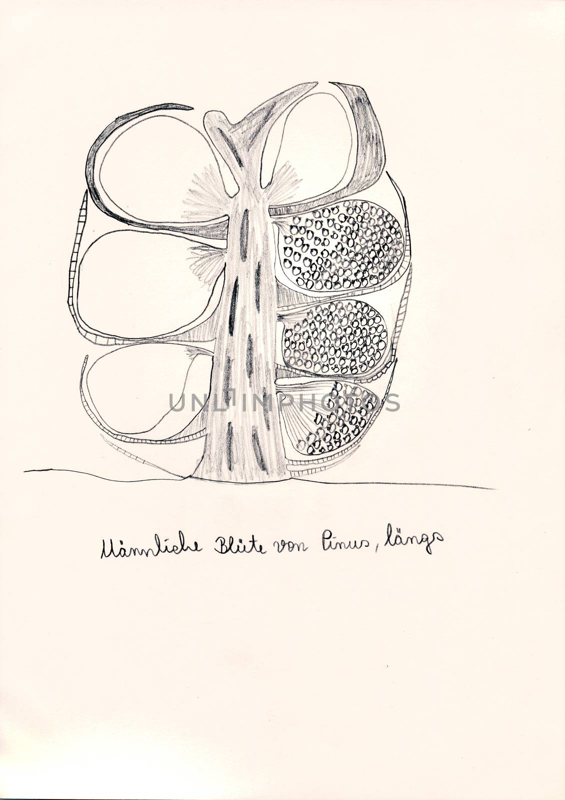 Hand drawing of microscopic herbal preparations