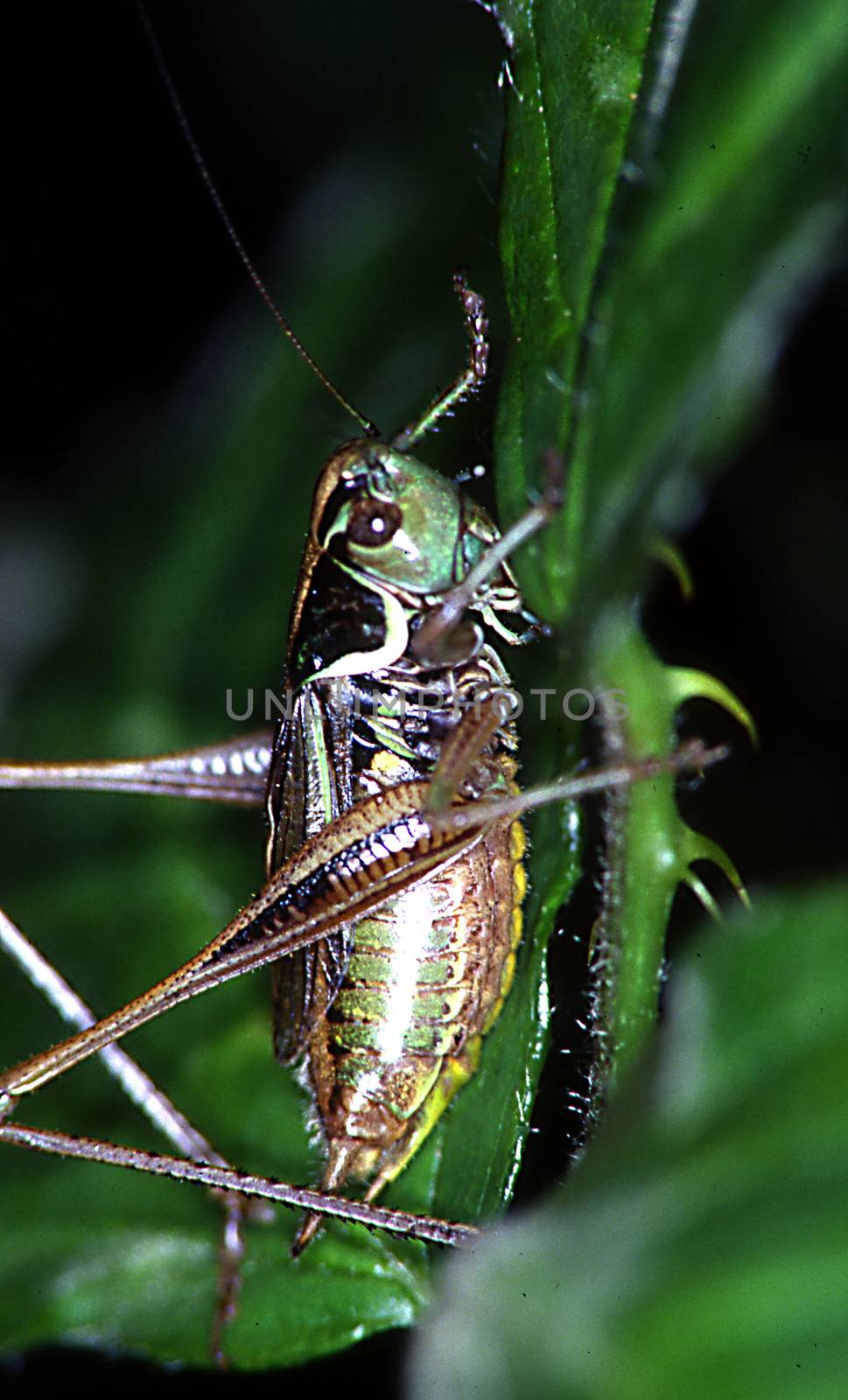Rösel's grasshopper bite on grass