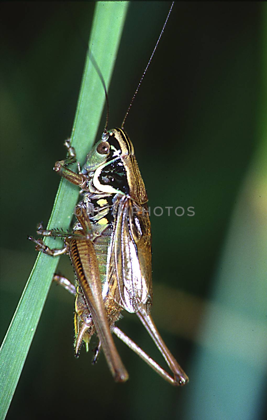 Rösel's grasshopper bite on grass by Dr-Lange
