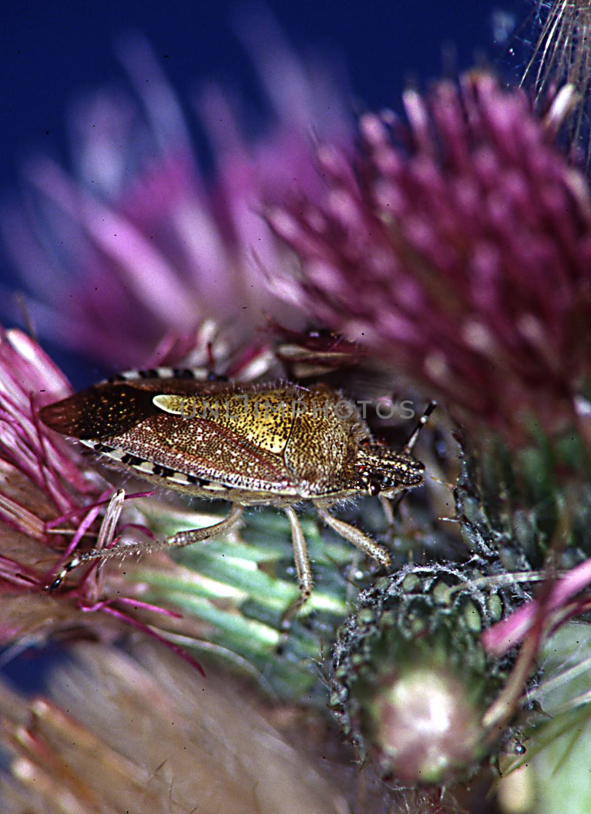 Shrub bug crawls on thistle