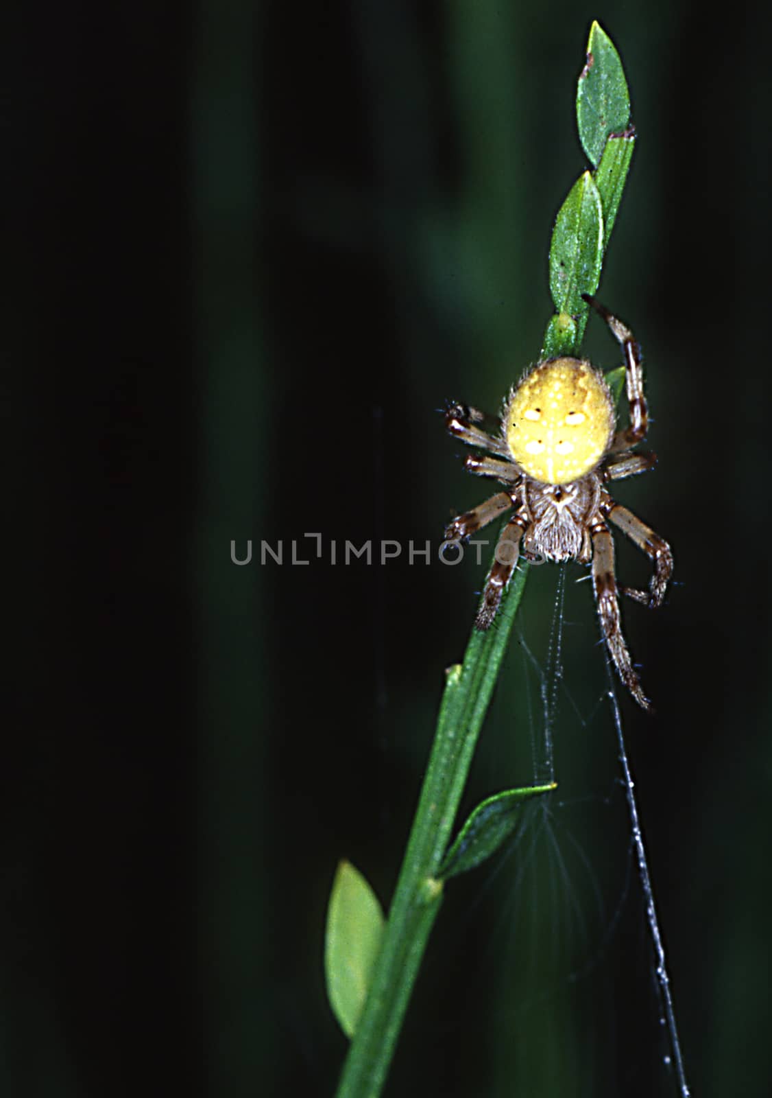 four-spotted garden spider lying in wait by Dr-Lange