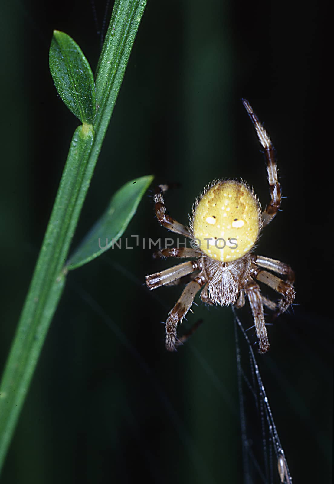 four-spotted garden spider lying in wait