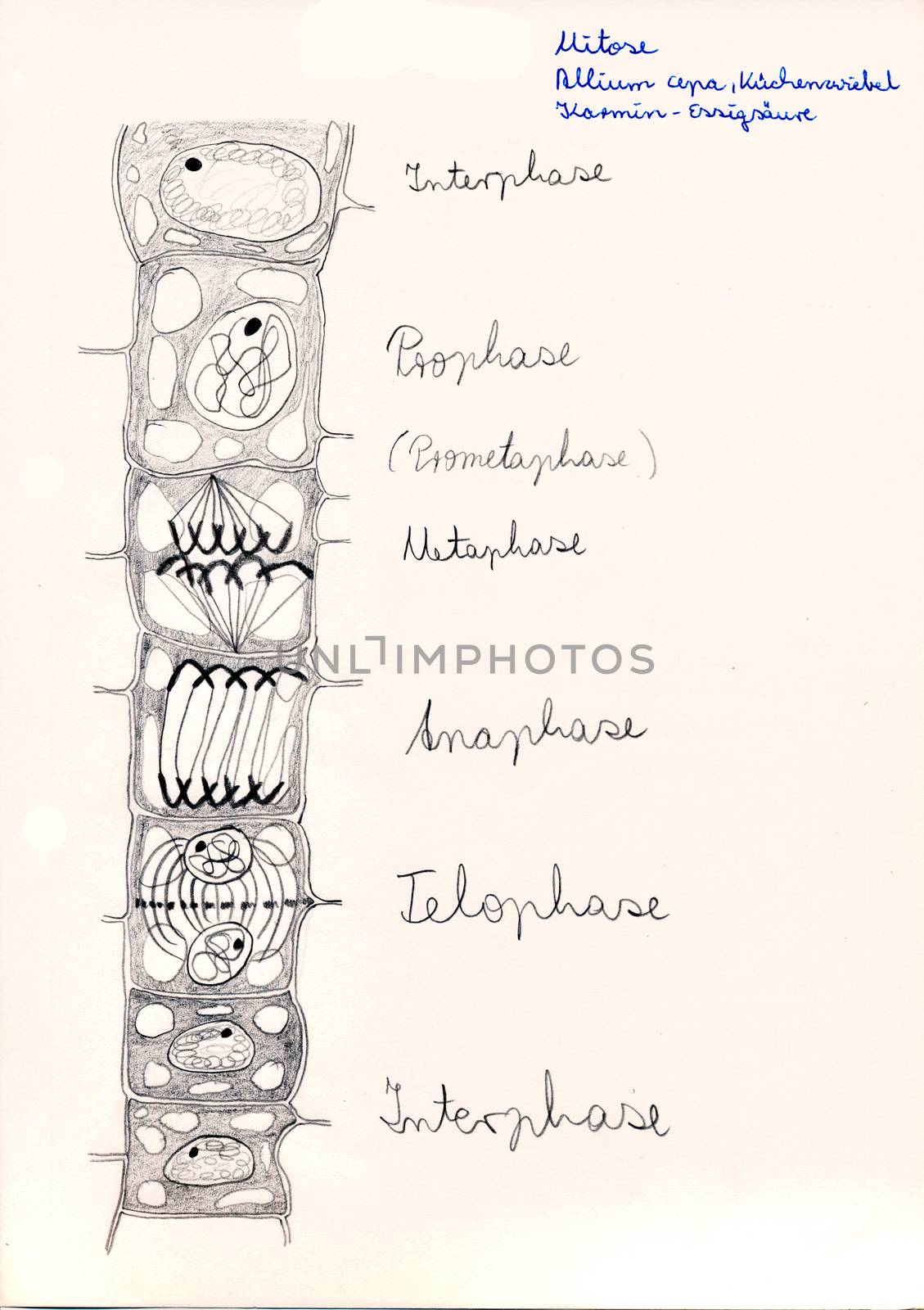 Hand drawing of microscopic herbal preparations