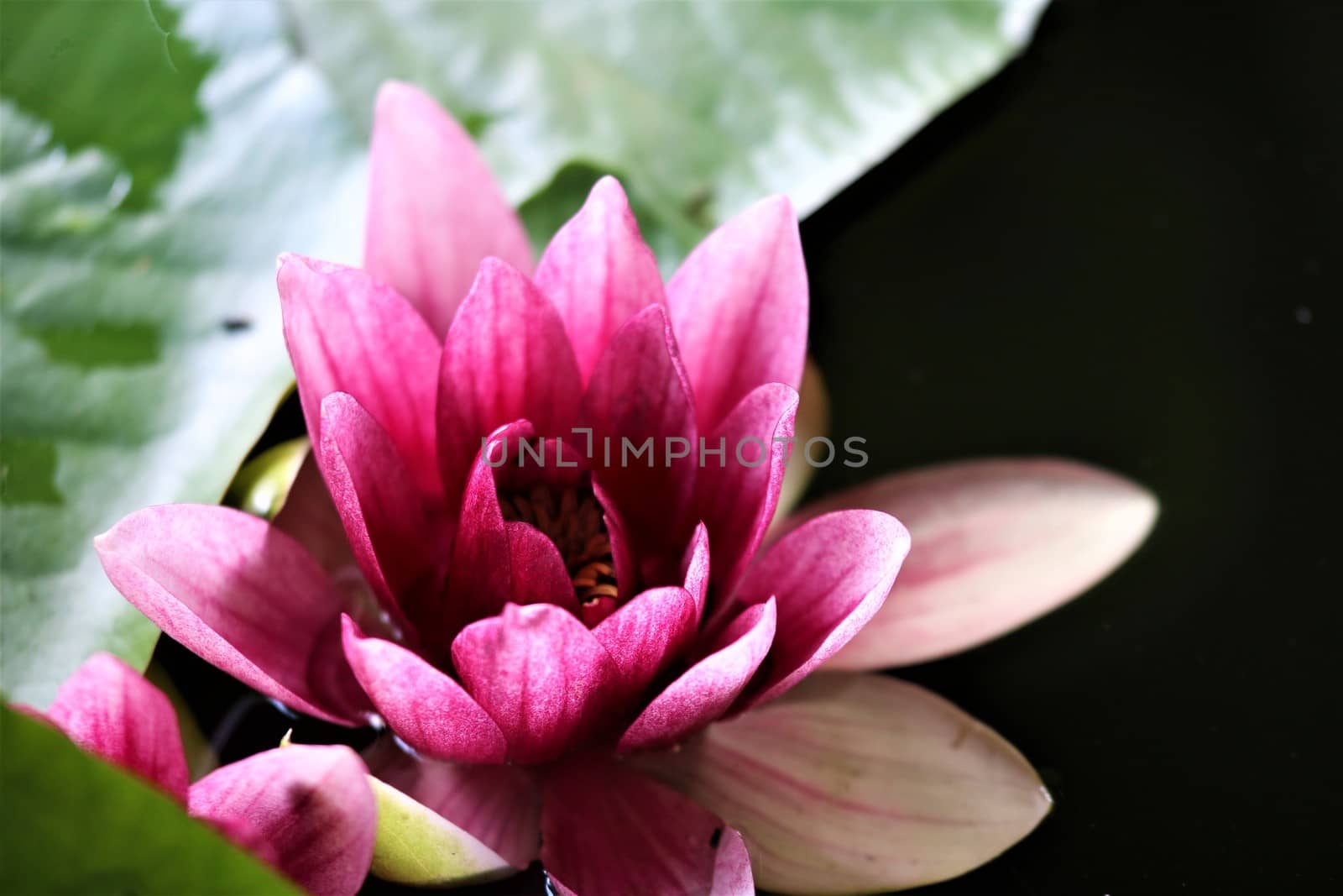 Close-up of a pink water lily with green leaf by Luise123