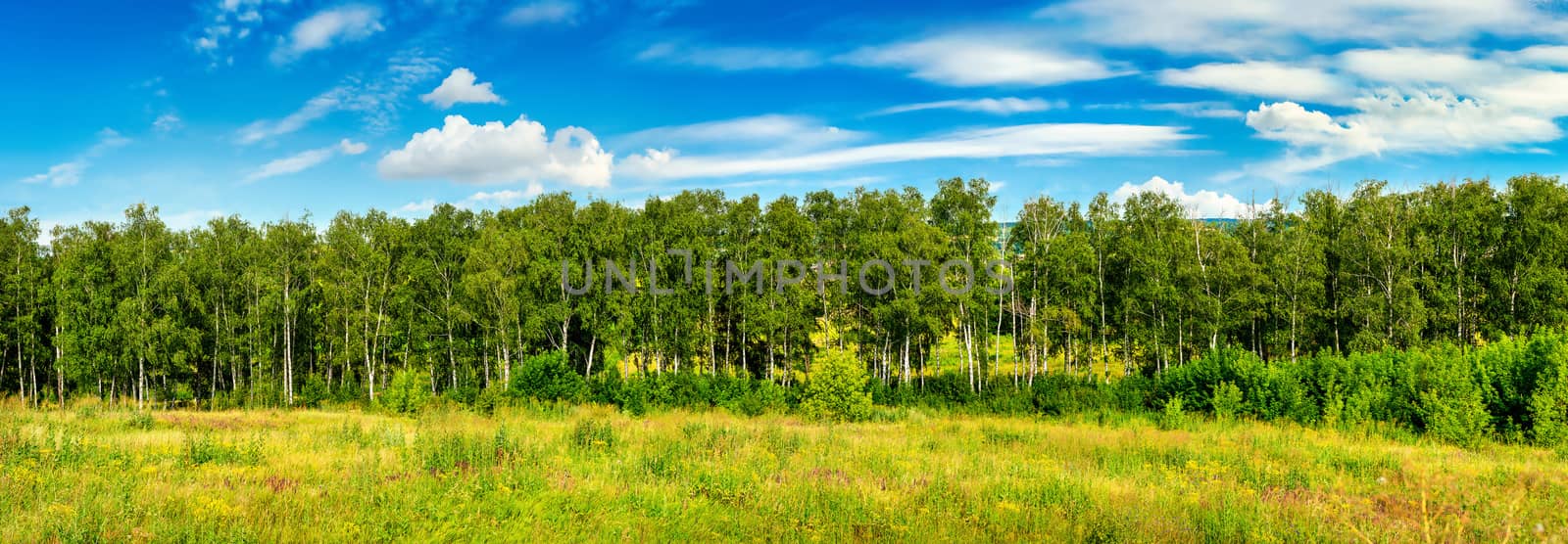 Forest belt line and field at day