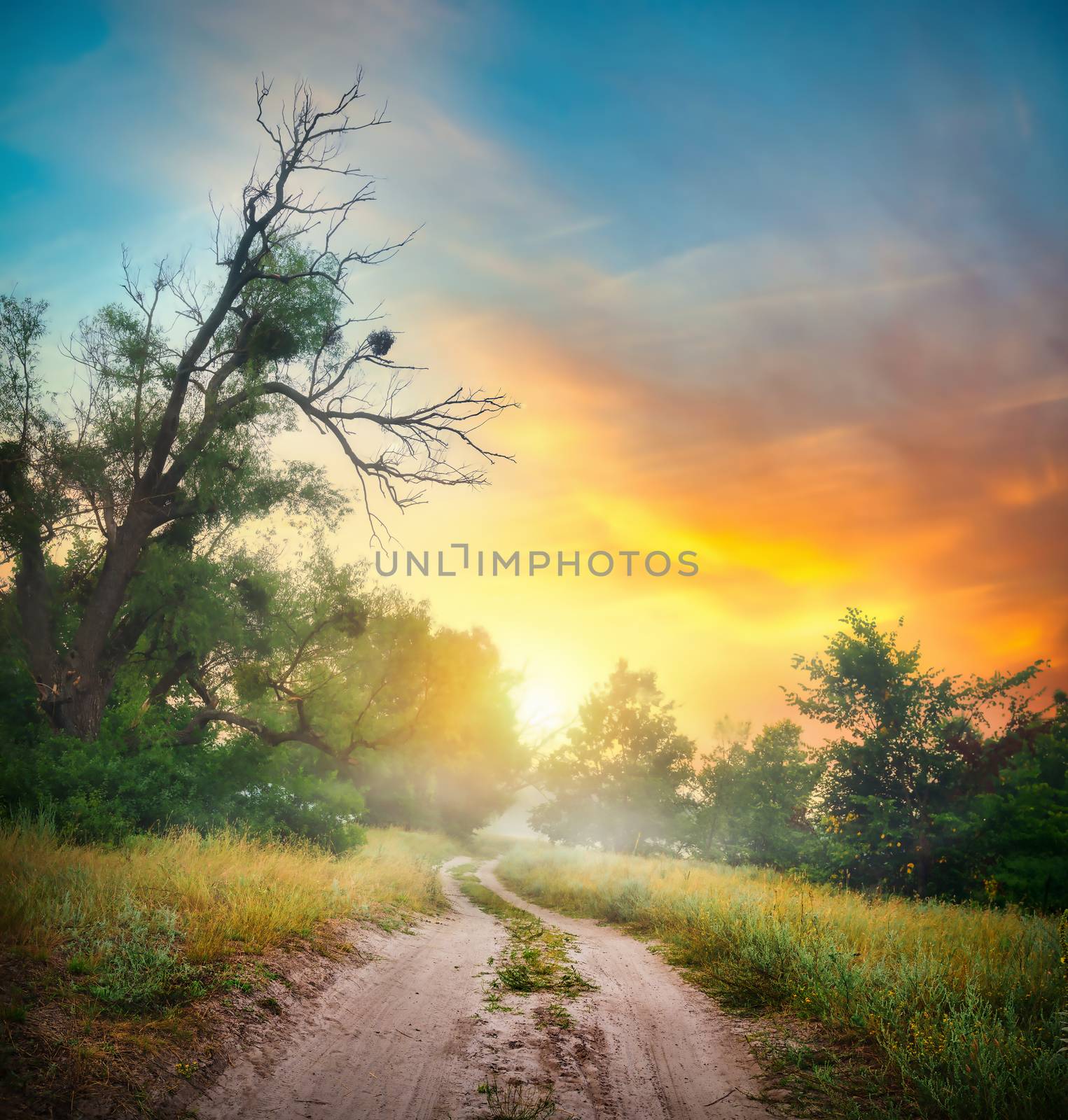 Country road in the forest at sunset