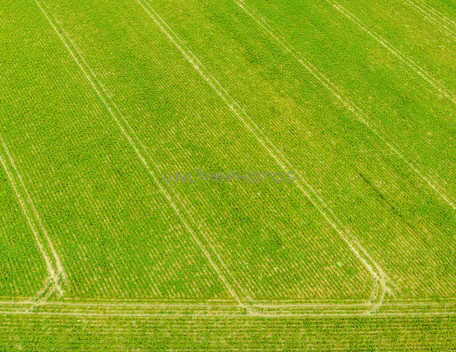 Aerial of green agricultural field with traces of spraying acitivities by tractor by kb79