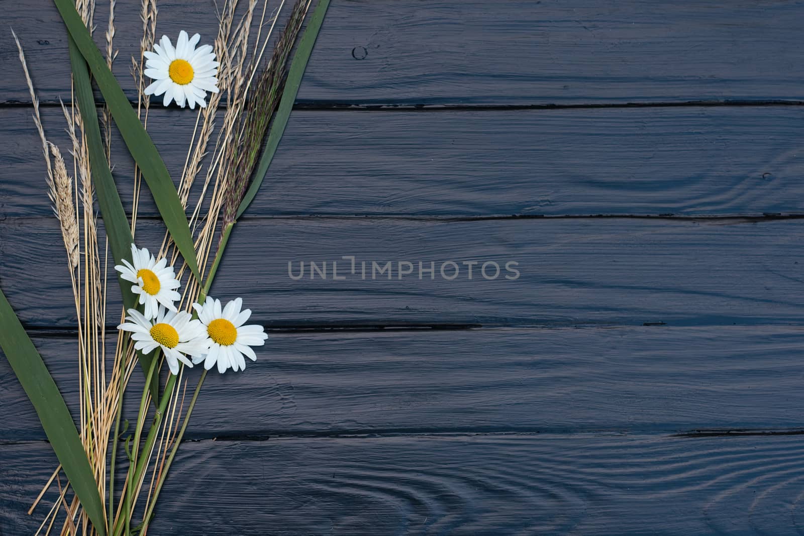 floral grey background with camomiles