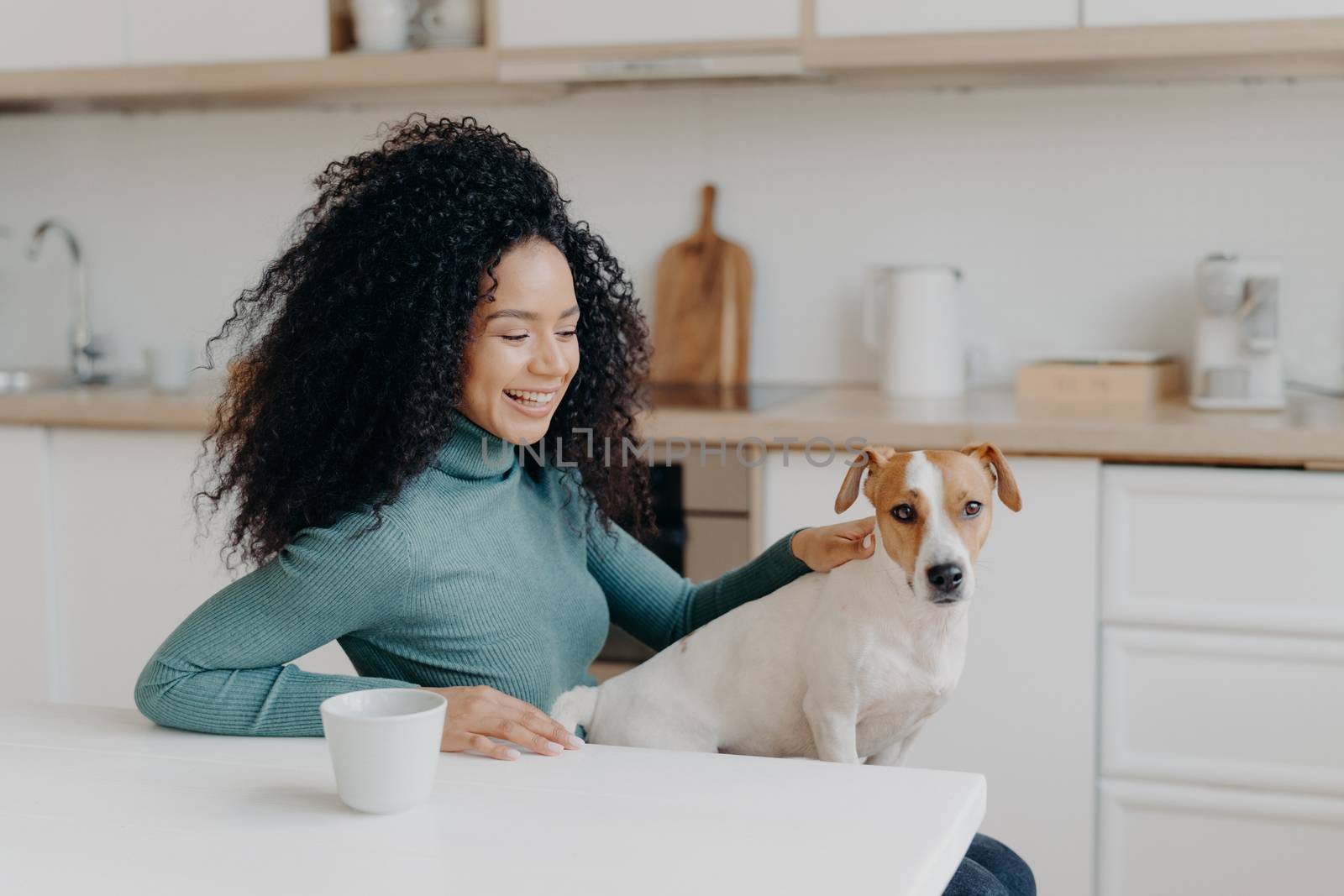 Playful woman with Afro haircut, pets her breed dog, have fun together, pose in cozy kitchen, drink coffee, laugh happily. Young curly lady glad to live with pet, enjoys domestic atmosphere. by vkstock
