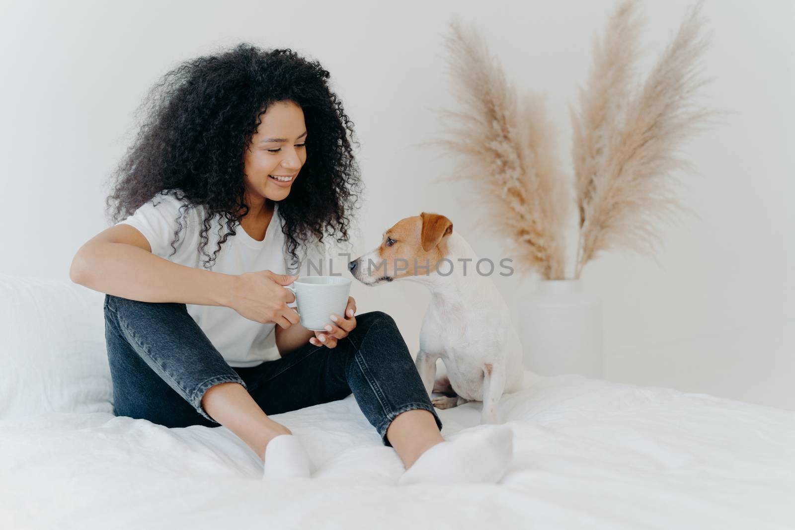 Horizontal shot of happy Afro American woman spends leisure time with dog, feels comfort, poses on bed with white bedclothes. Jack rusell terrier smells aromatic drink from mug, sits near owner by vkstock