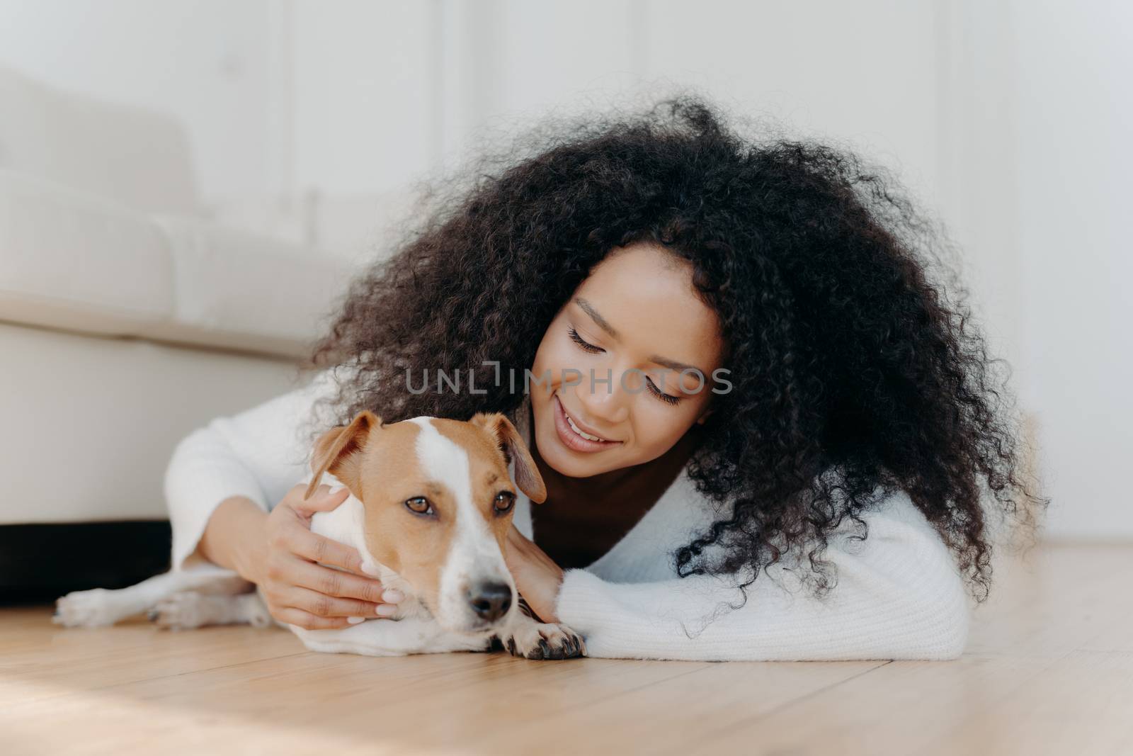 Relaxed Afro woman with crisp dark hair lies on floor, plays with cute puppy, has fun with jack russell terrier dog wears white sweater being in living room. Happy owner petting lovely domestic animal