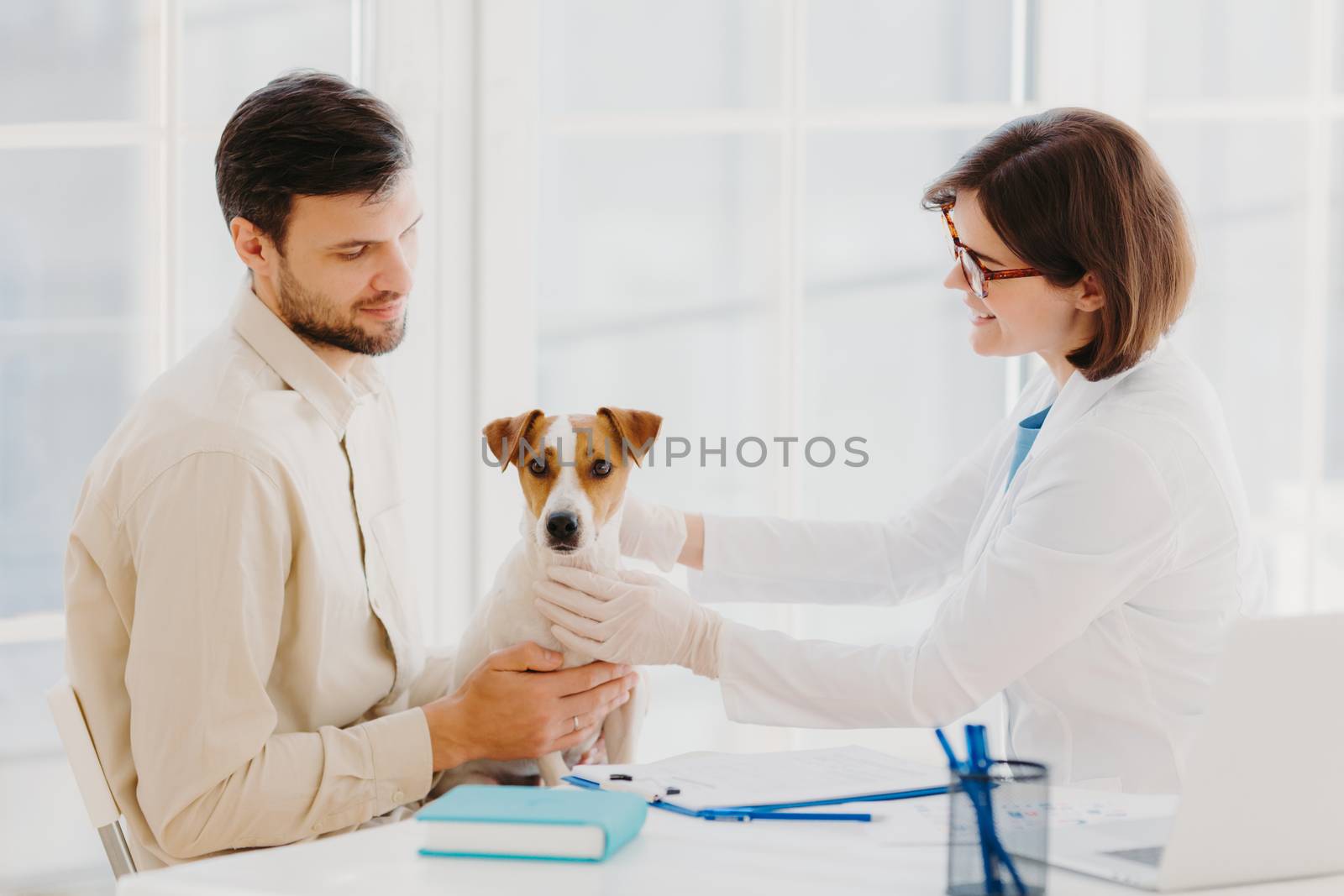 Veterinary concept. Cute jack russel terrier poses at vet office, being examined by professional vet, has serious disease. Male pet owner comes with dog to see doctor. Dog health and diagnostic by vkstock