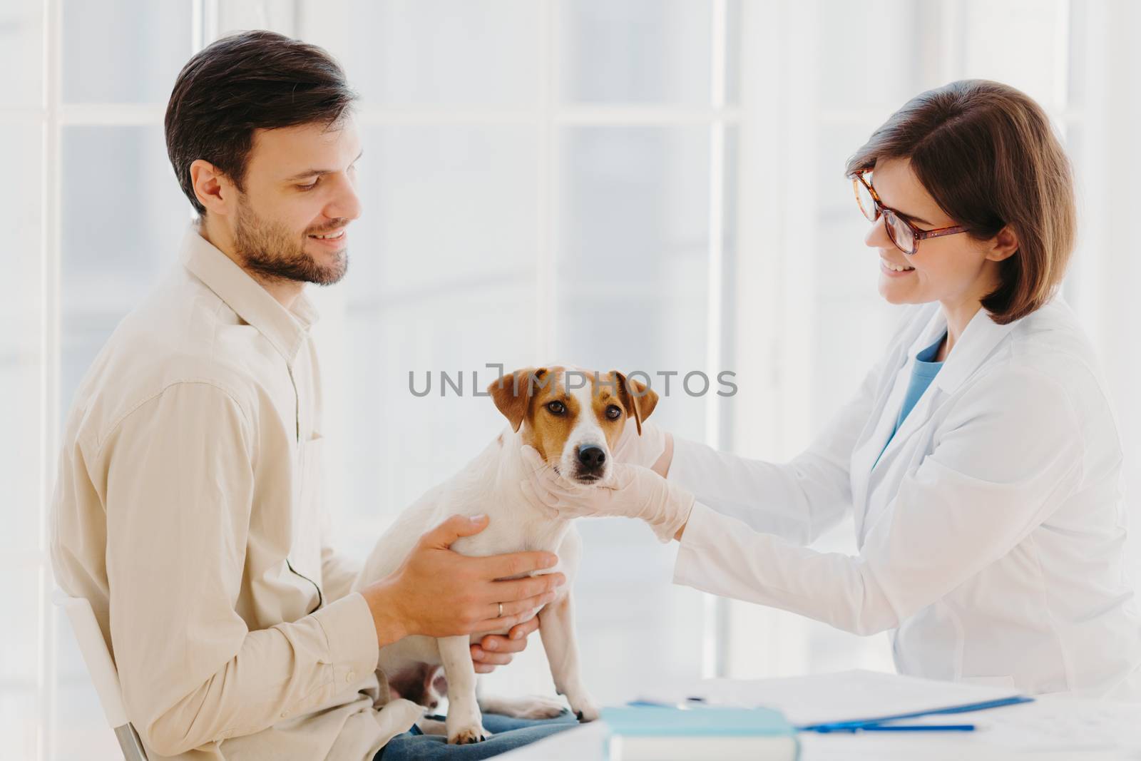 Young veteranian woman examines jack russel terrier dog, works in animal clinic, talks with male owner, pose indoor. Pedigree dog examined by professional vet. Medical examination for animals